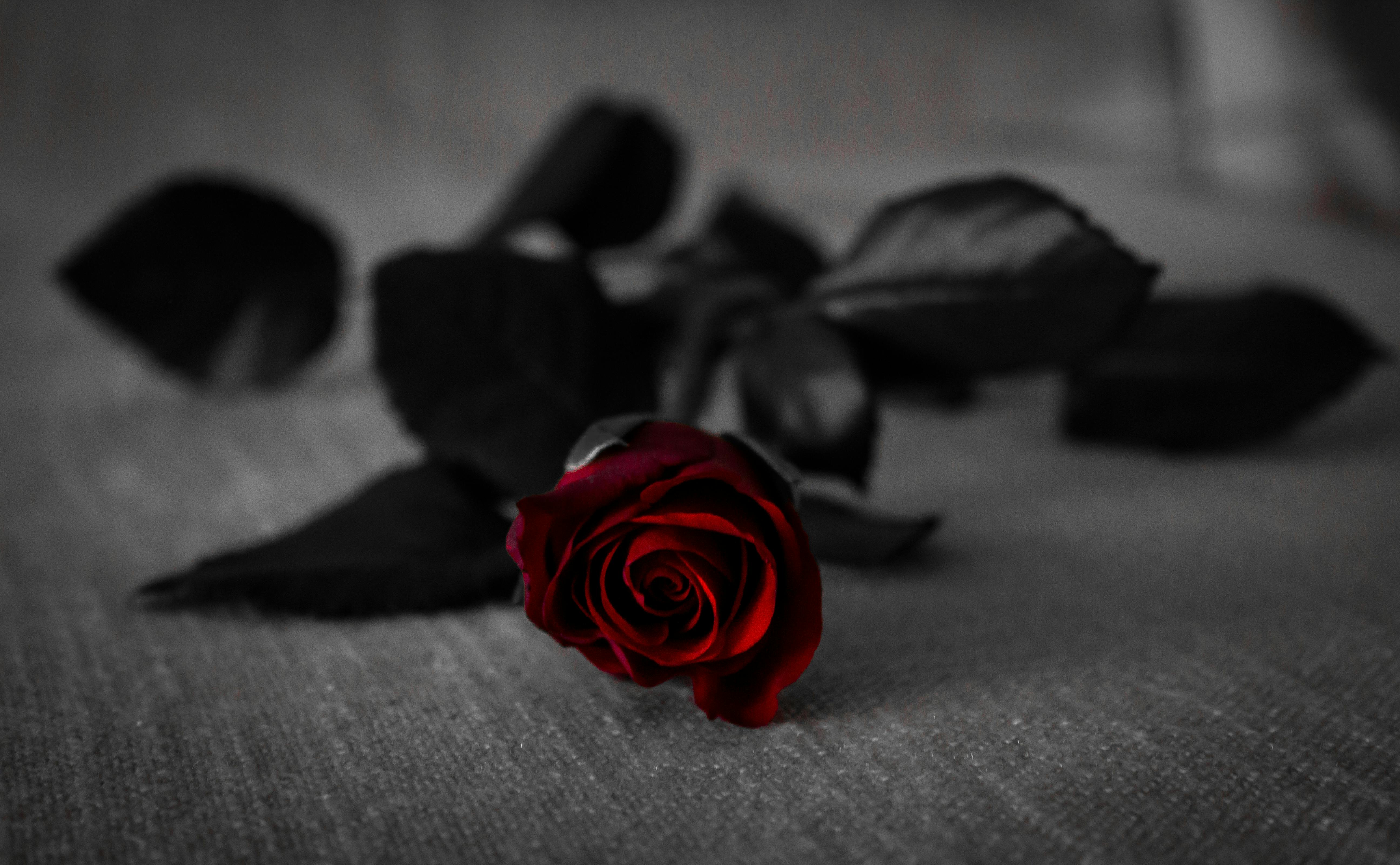 Red Rose With Black Leaves on Grey