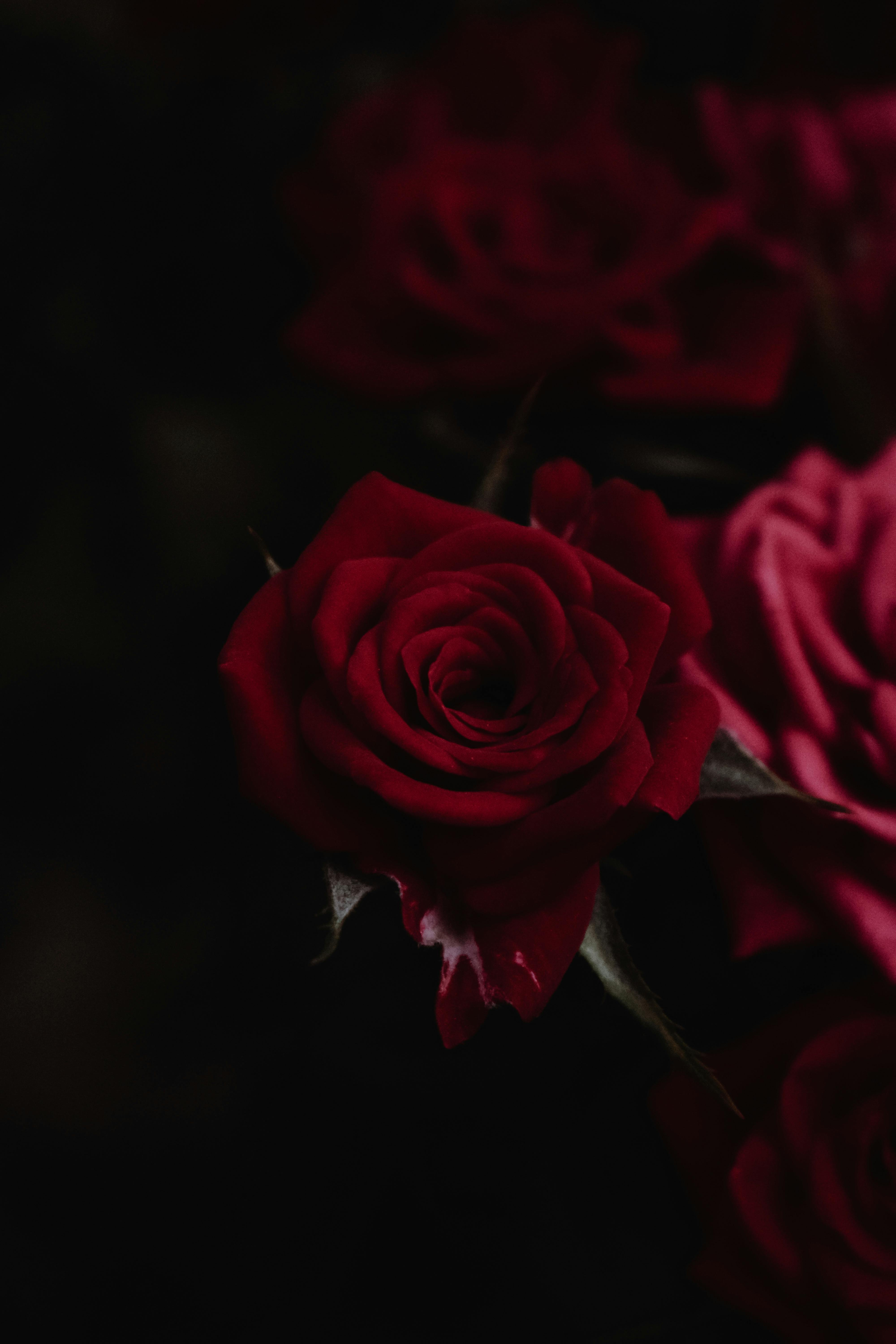 Dark Red Rose Photo, Download The BEST
