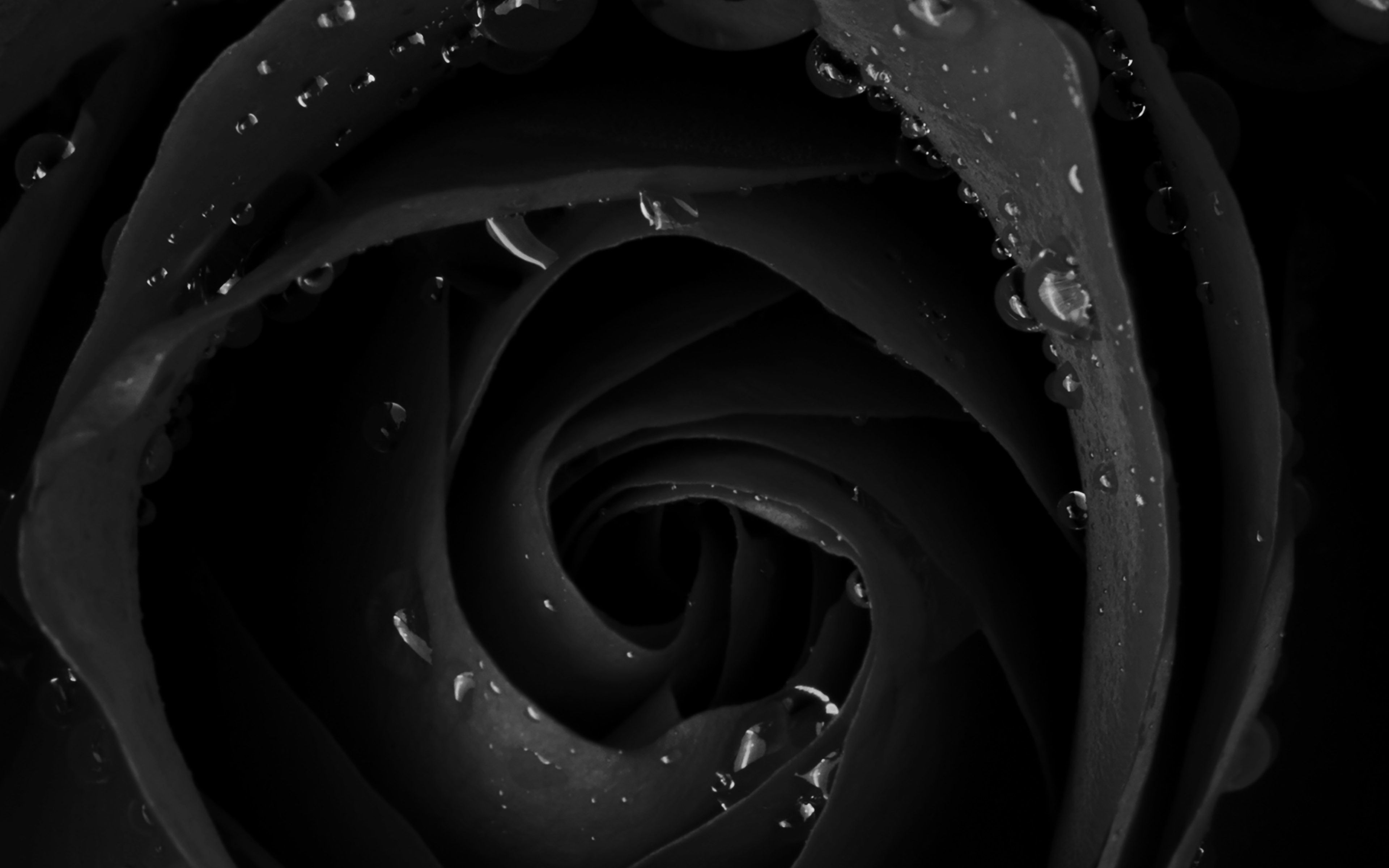 Beautiful Dark Rose Flower Nature