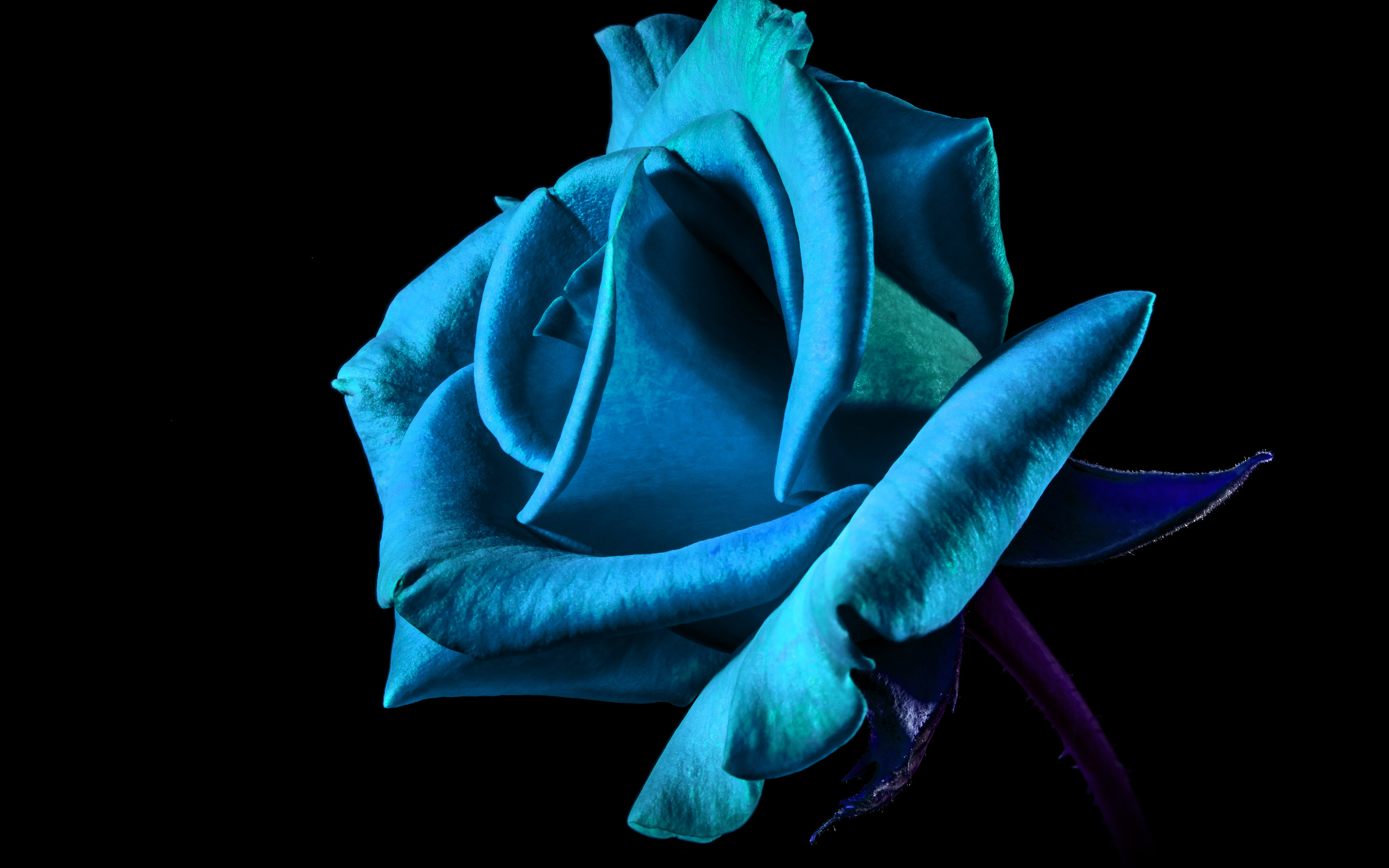 Flower Rose Blue Dark Beautiful