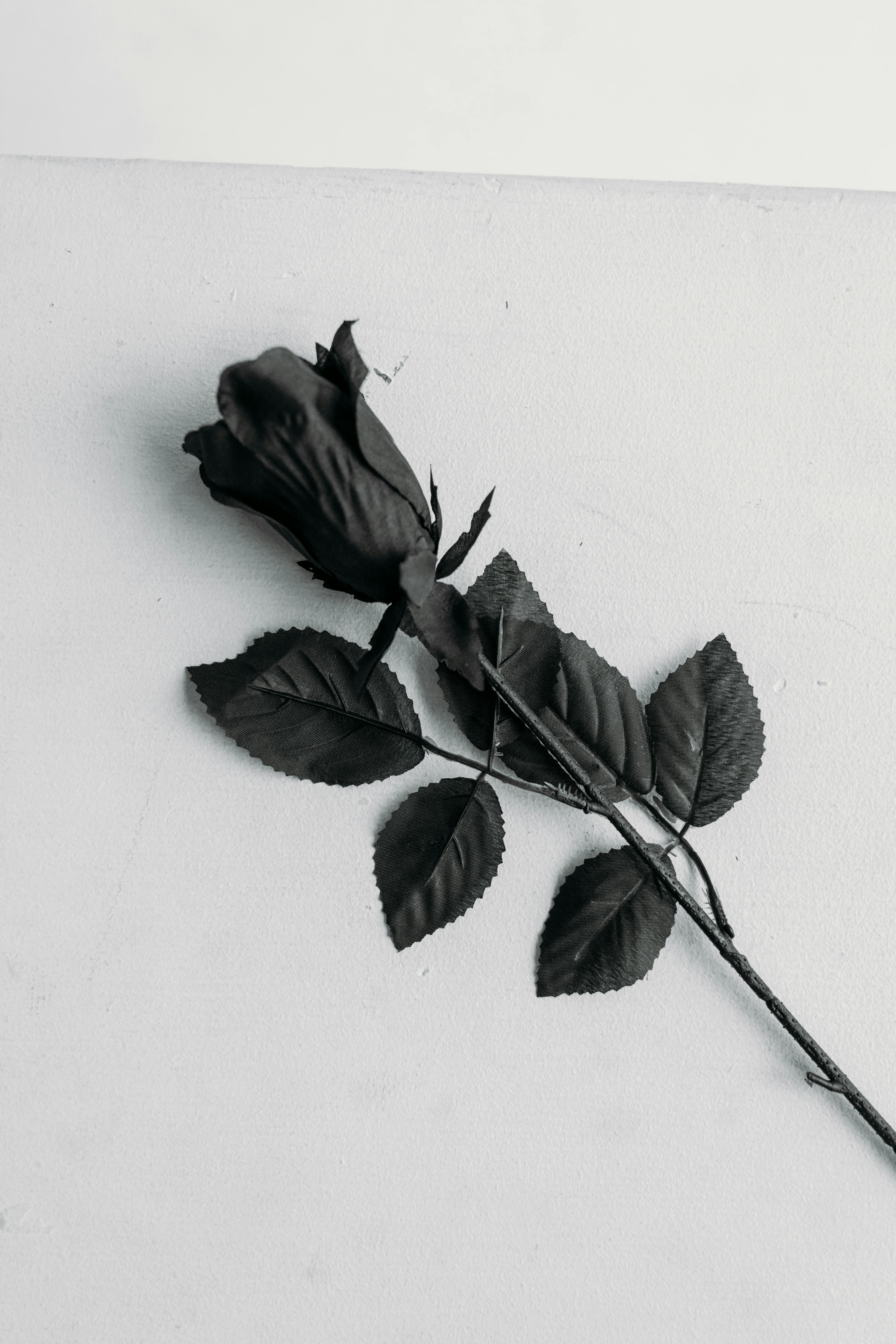 Black Rose on White Surface · Free