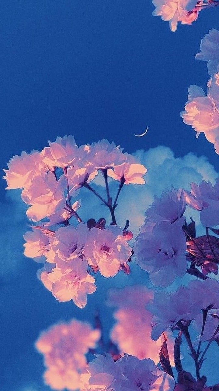 Anime Flower Wallpaper, HD Anime