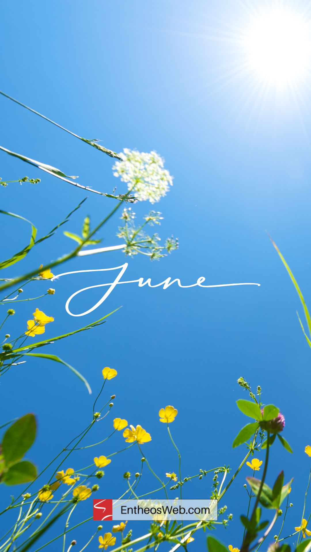 9 Flowers to Plant in June for Blooms all Summer, image size:1080x1920