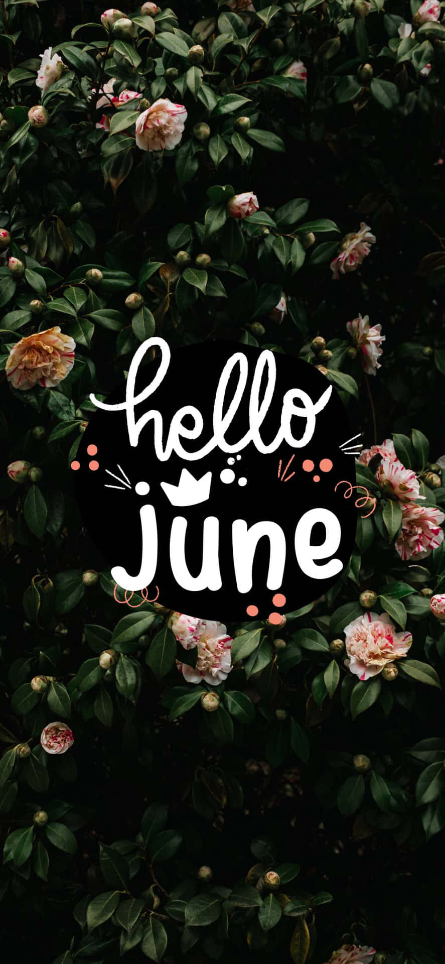 Download hello june wallpaper Wallpaper