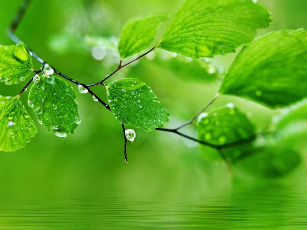 Green Desktop Wallpaper