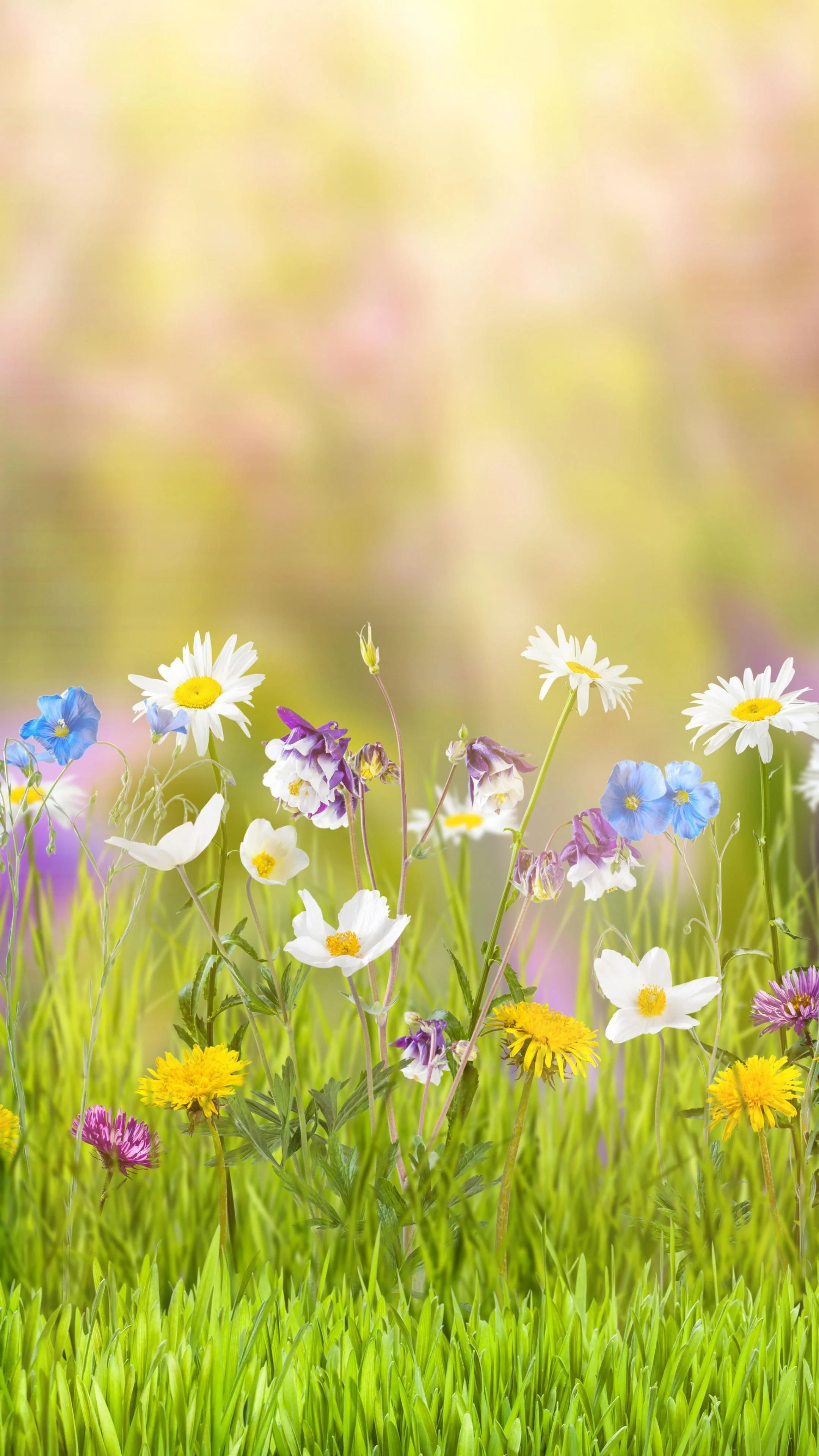 Flower Field Wallpaper