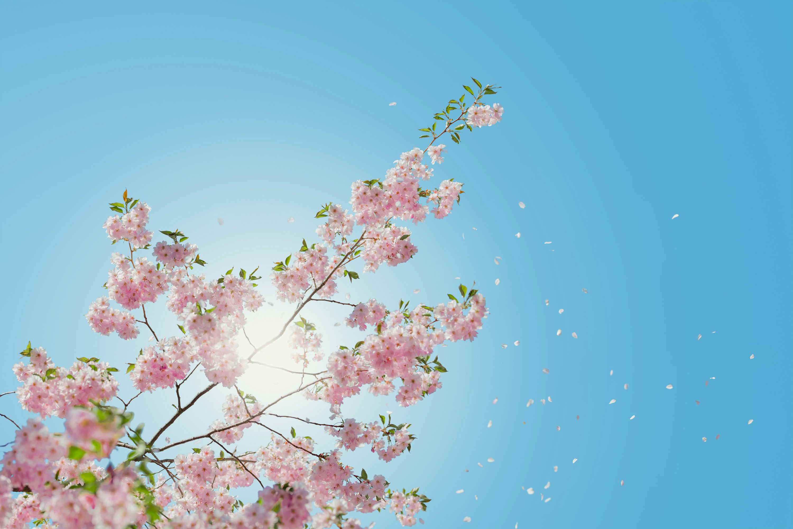 Spring Wallpaper: Free HD Download