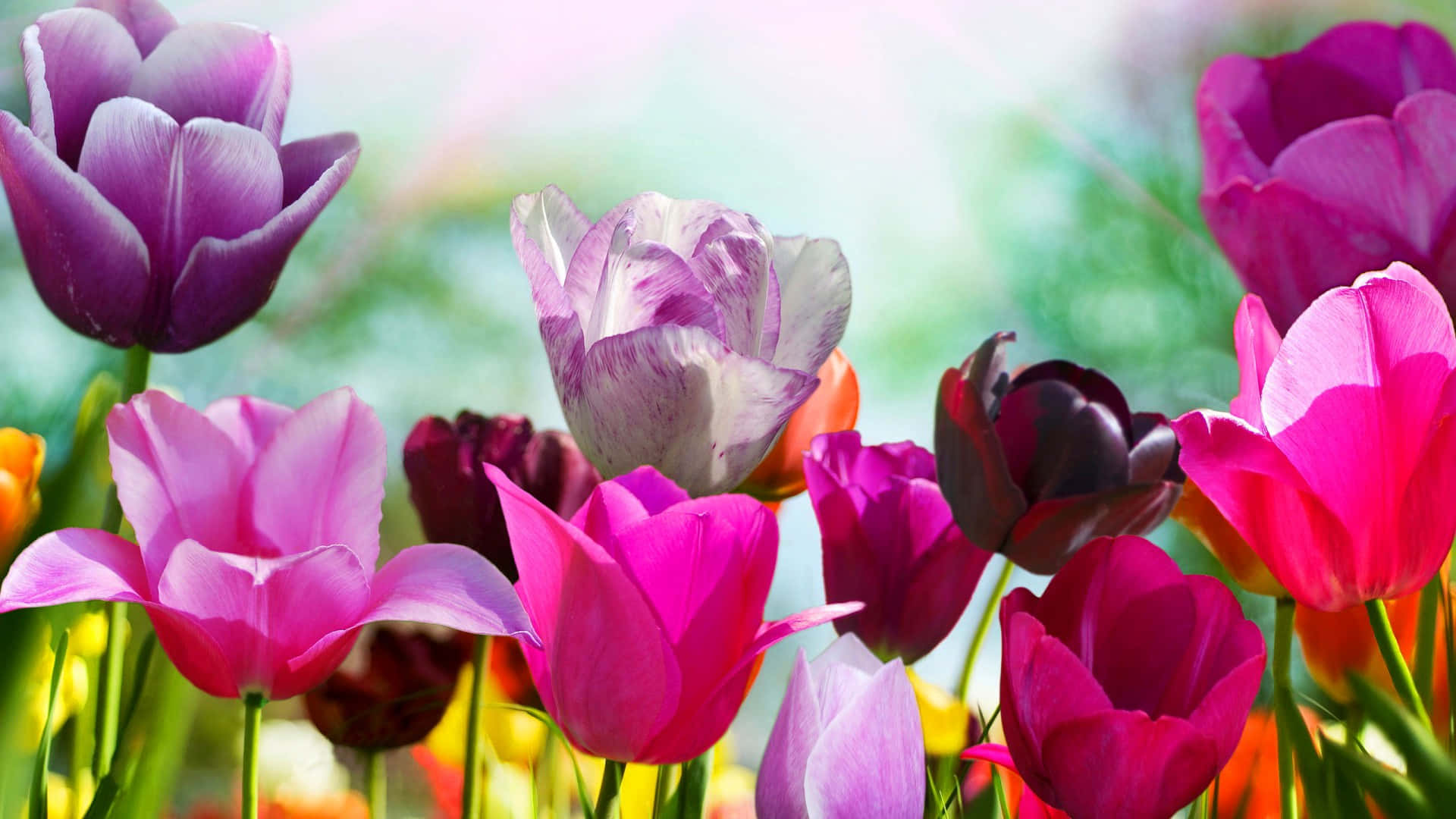 Colorful Tulip Flowers For Cute Spring