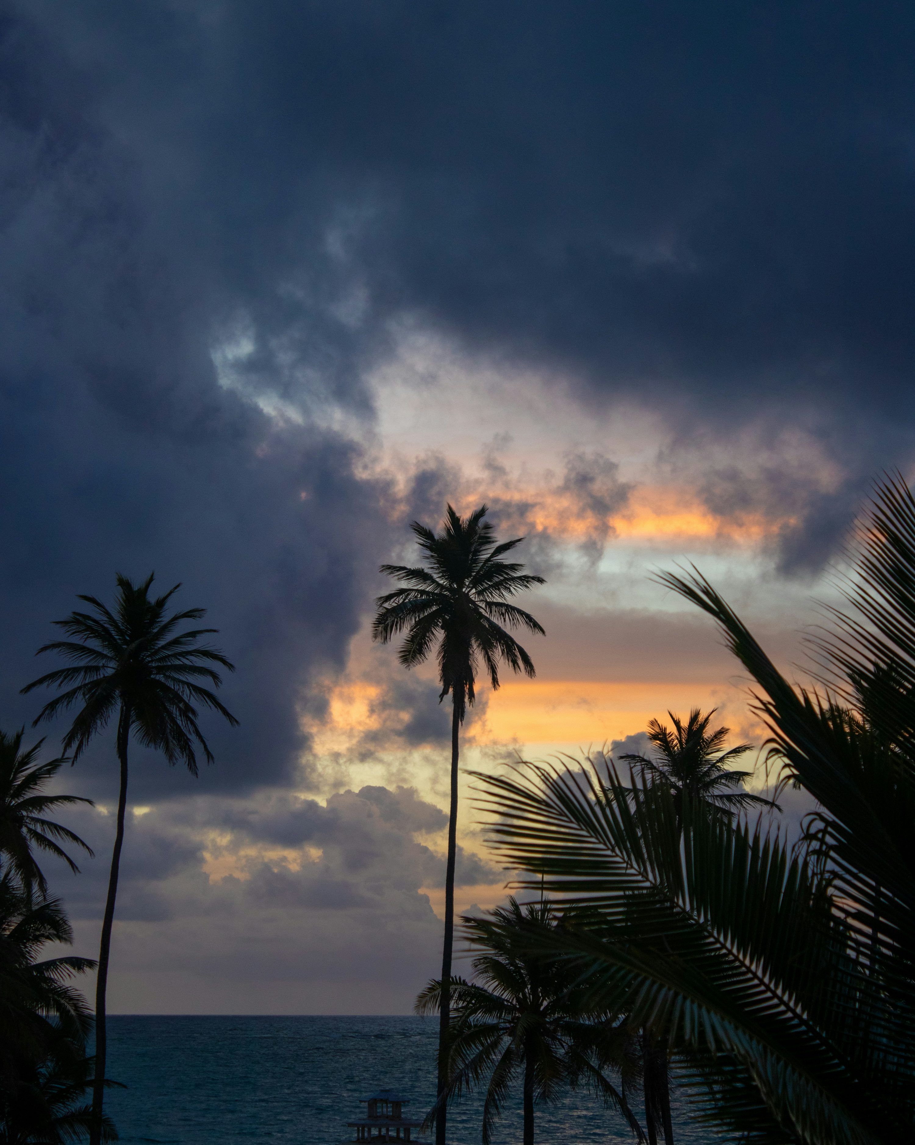 A sunset with palm trees and the ocean