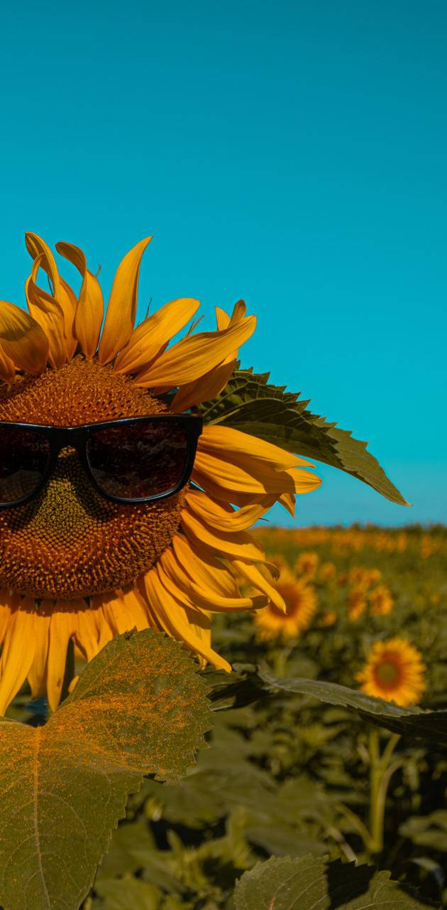 Sunflower With Sunglasses Summer iPhone