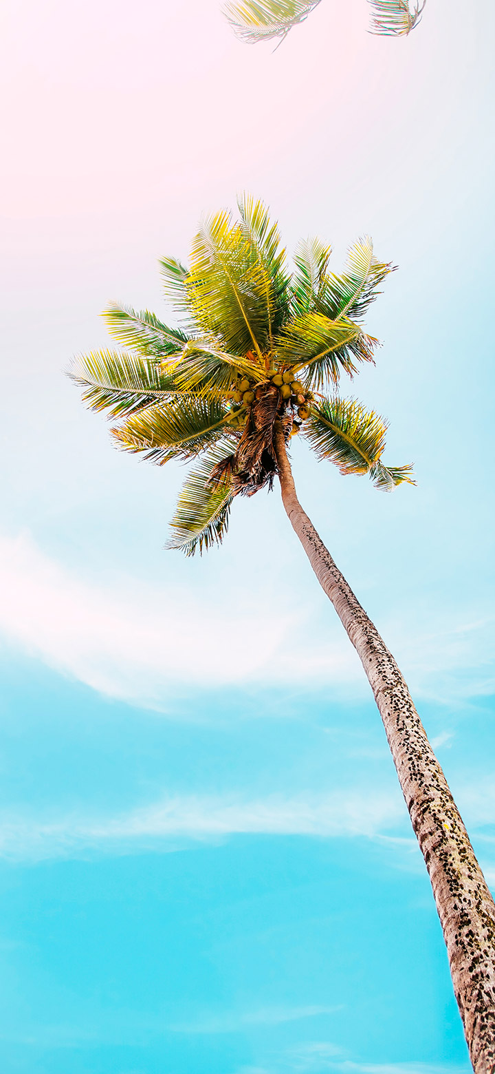 High Coconut Tree On A Bright Day 4K phone Wallpaper