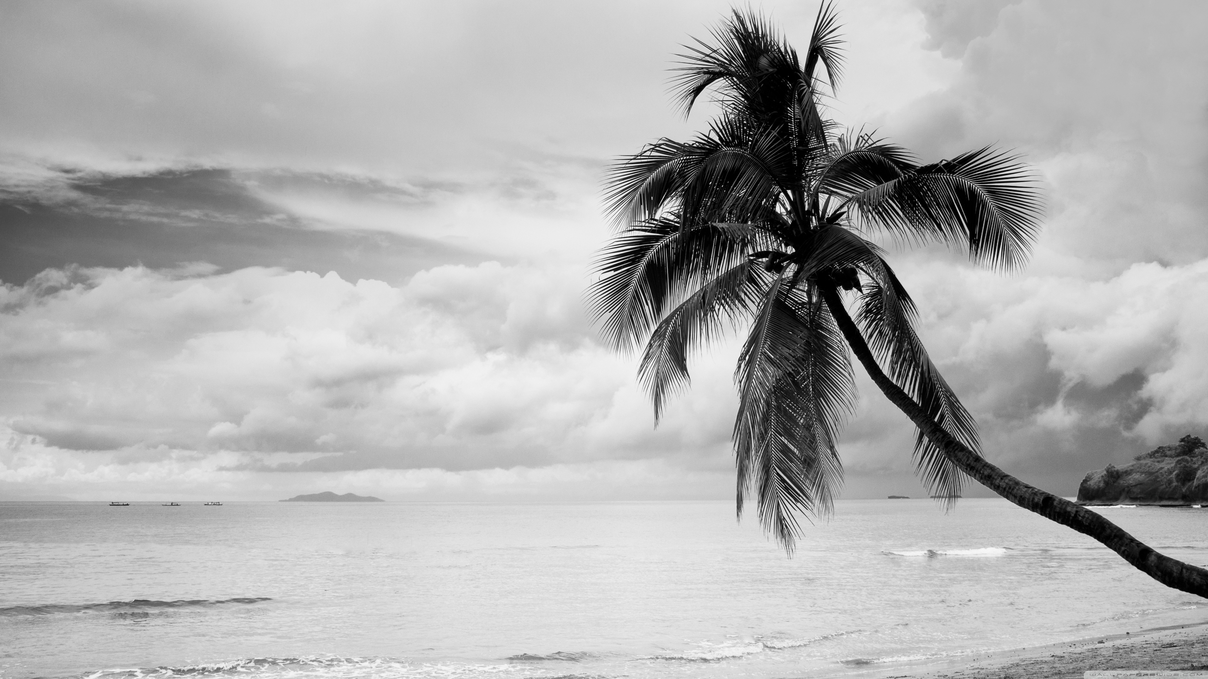 Coconut Tree Black and White 4K UHD