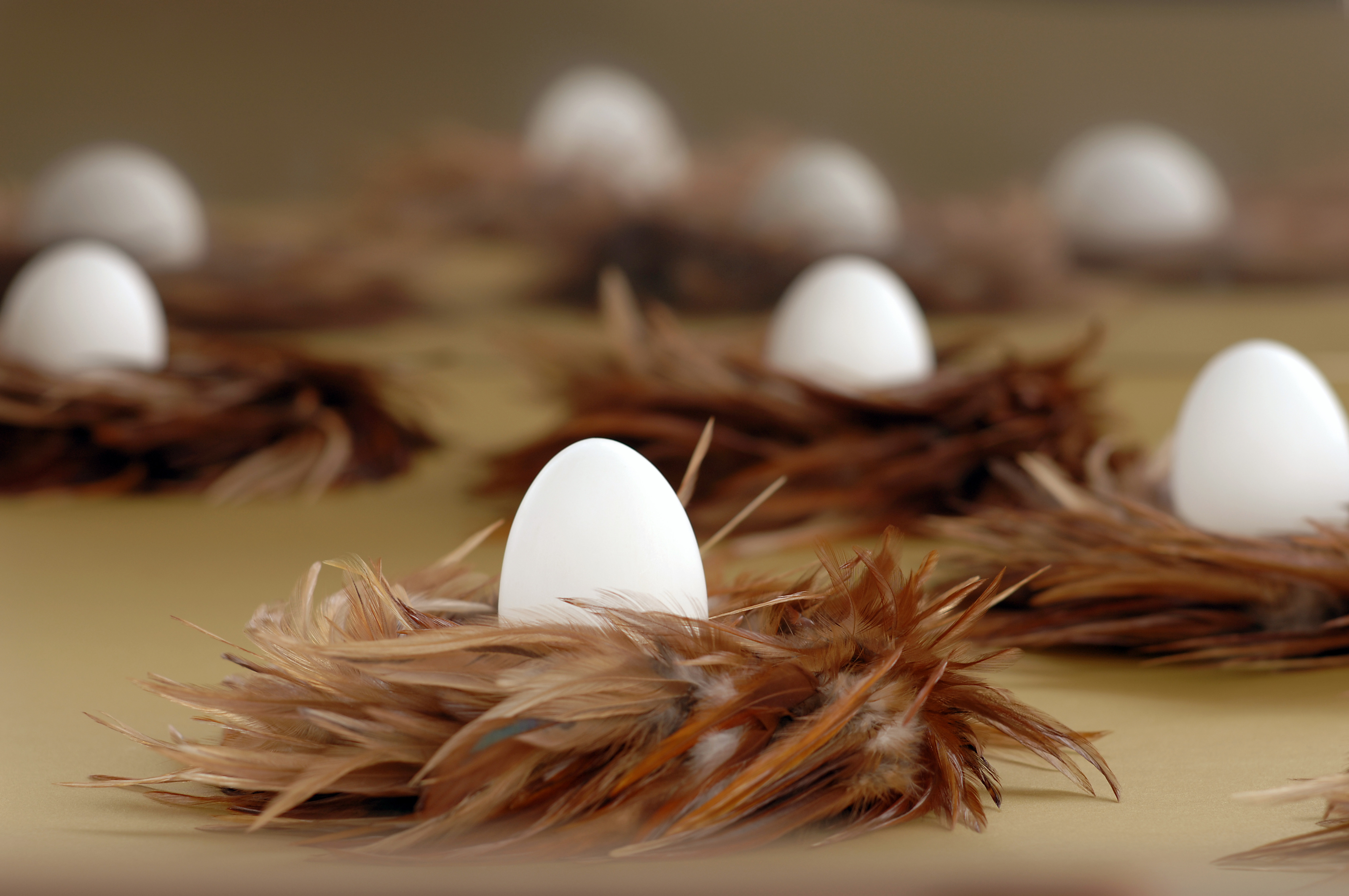 Egg Animal Nest 4k Ultra HD Wallpaper