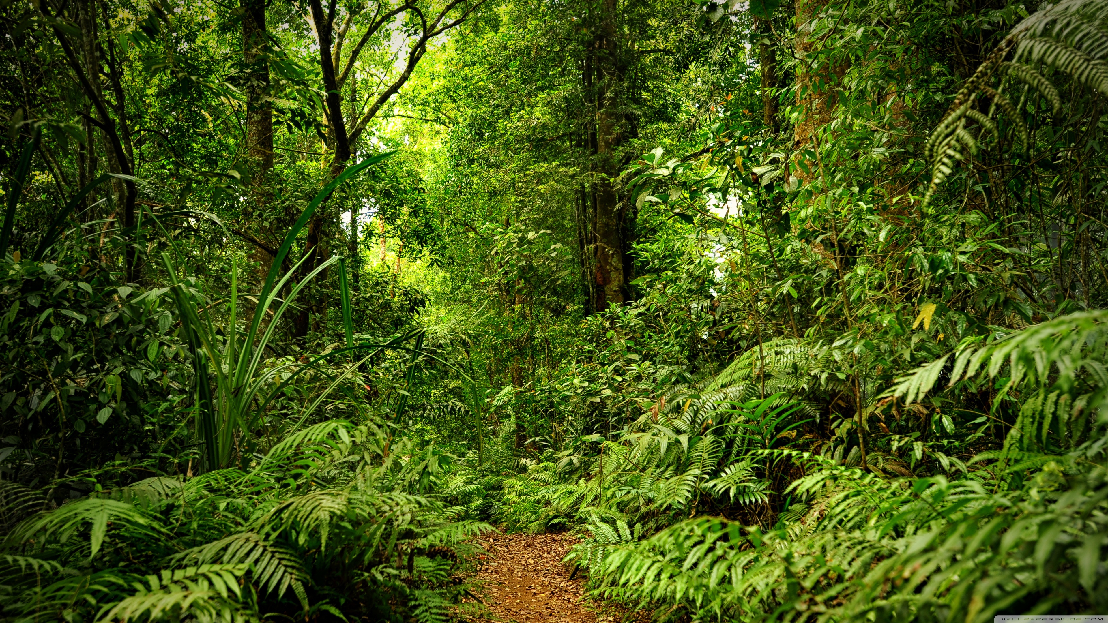 Amazon Rain Forest Wallpaper 57