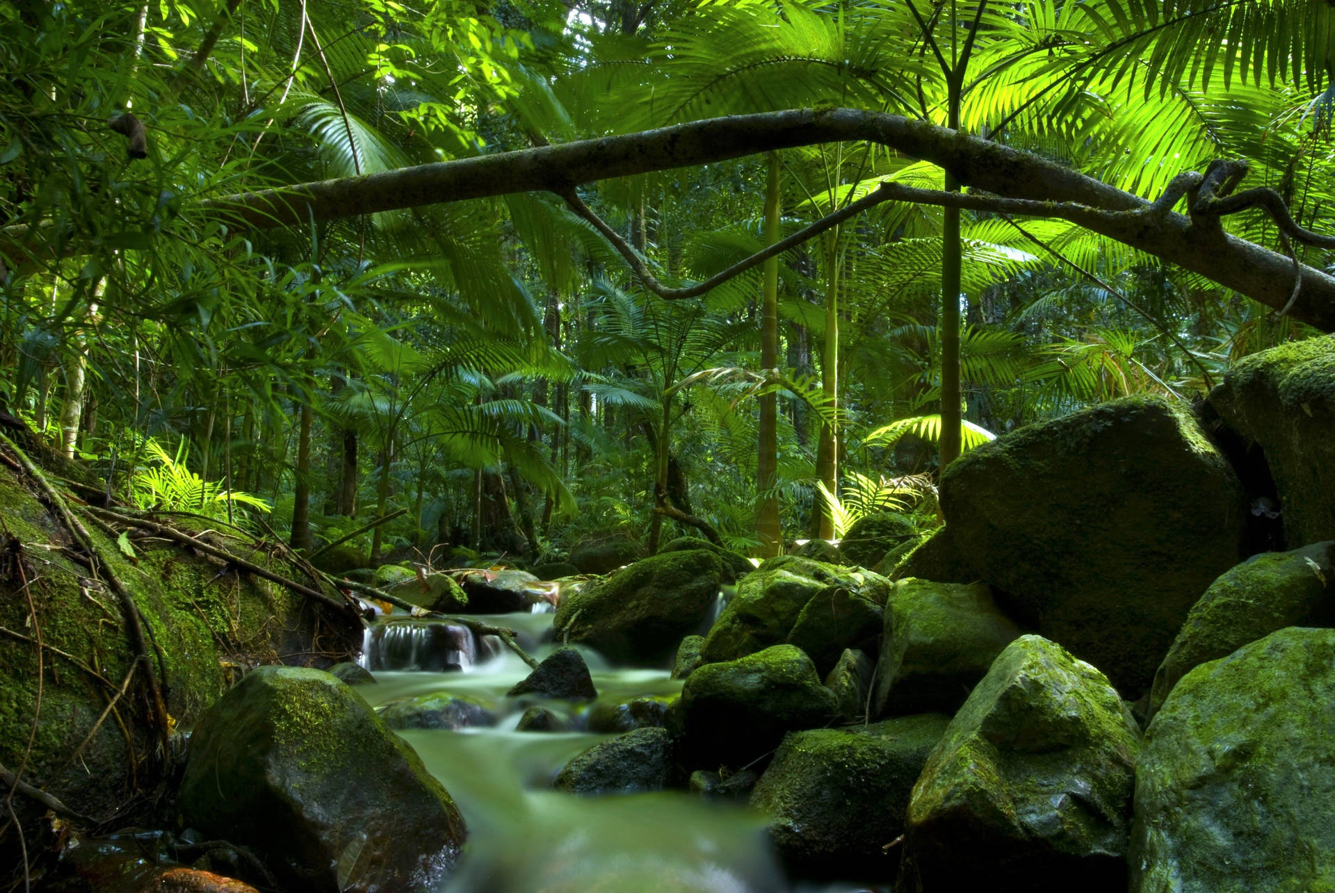 Download free Daintree Rainforest Brook