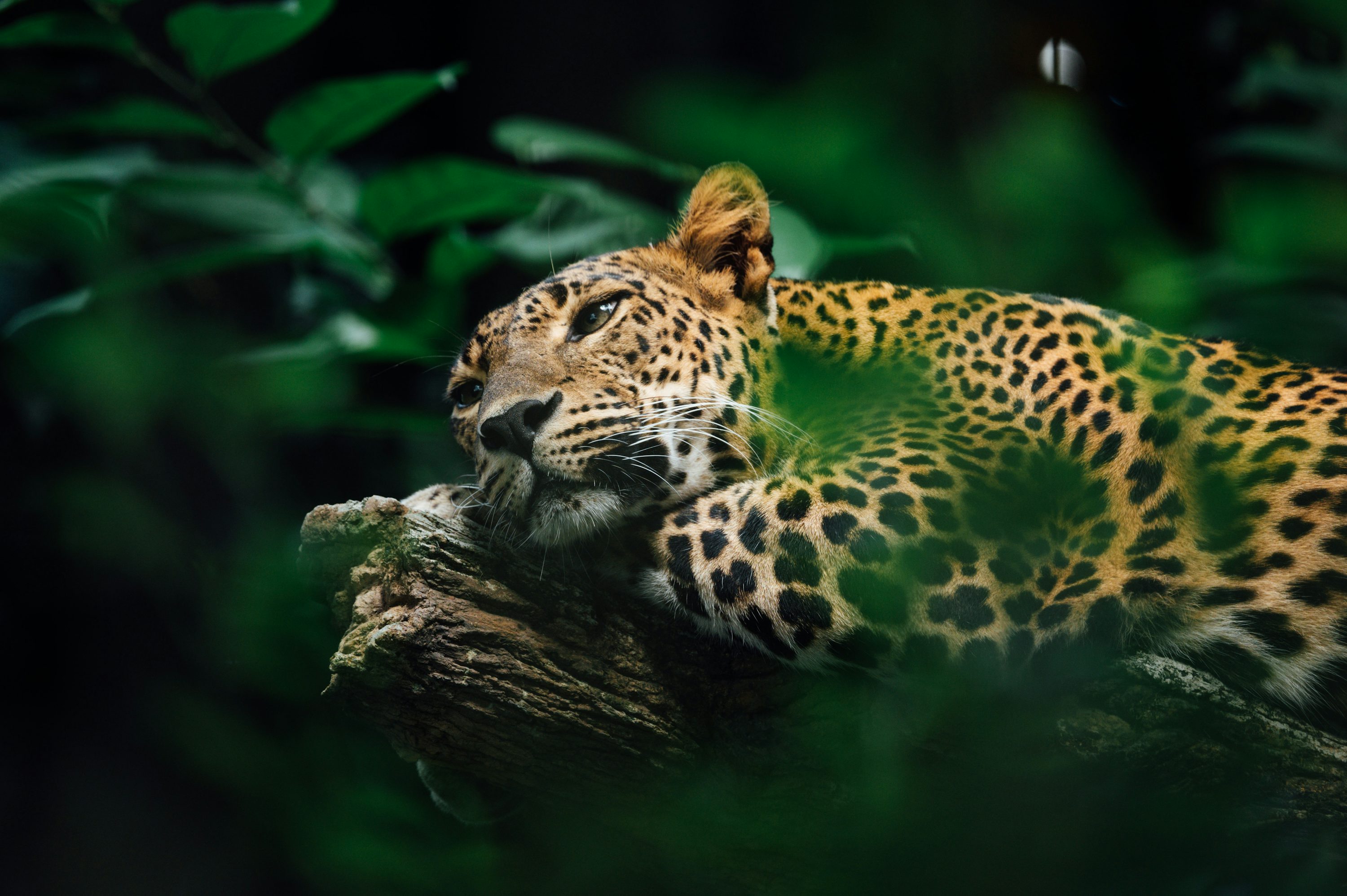 Jaguar Picture. Download Free