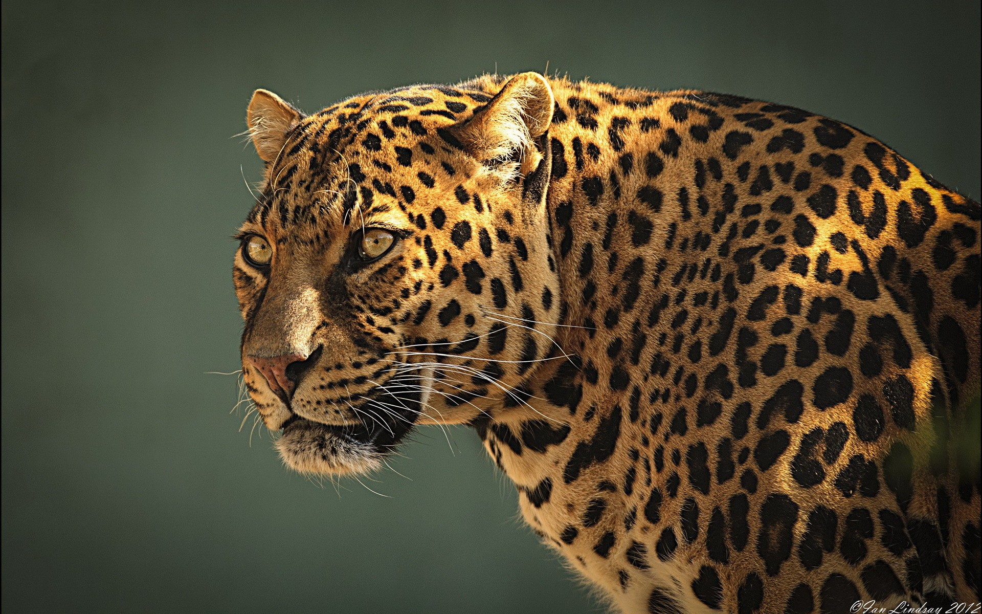 Stunning Jaguar HD Wallpaper: Nature's