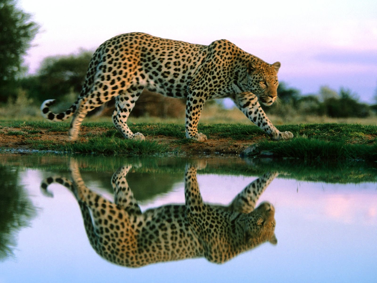 Stunning Jaguar Reflection in HD Wallpaper