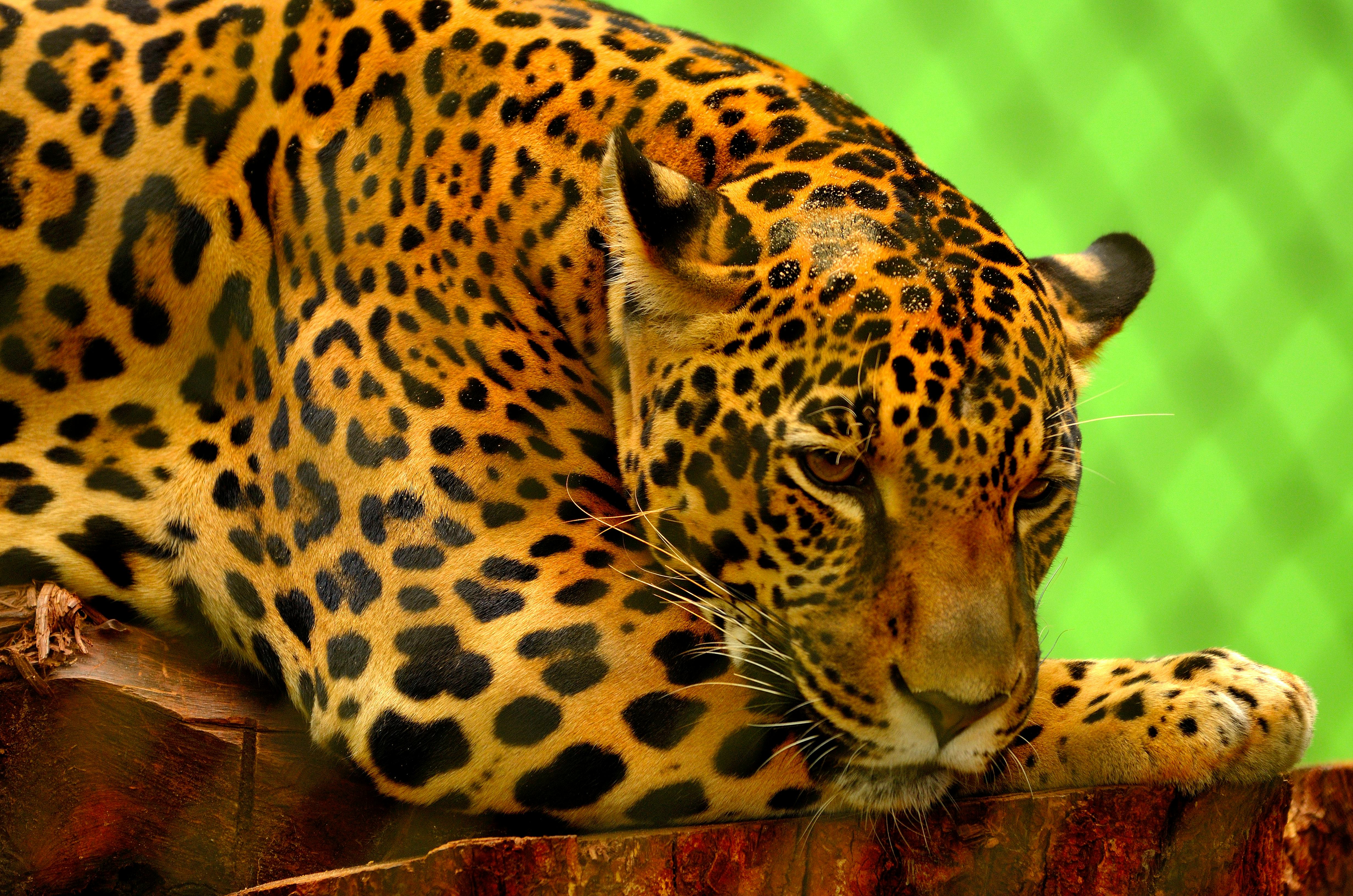 Jaguar Animal Photo, Download The BEST