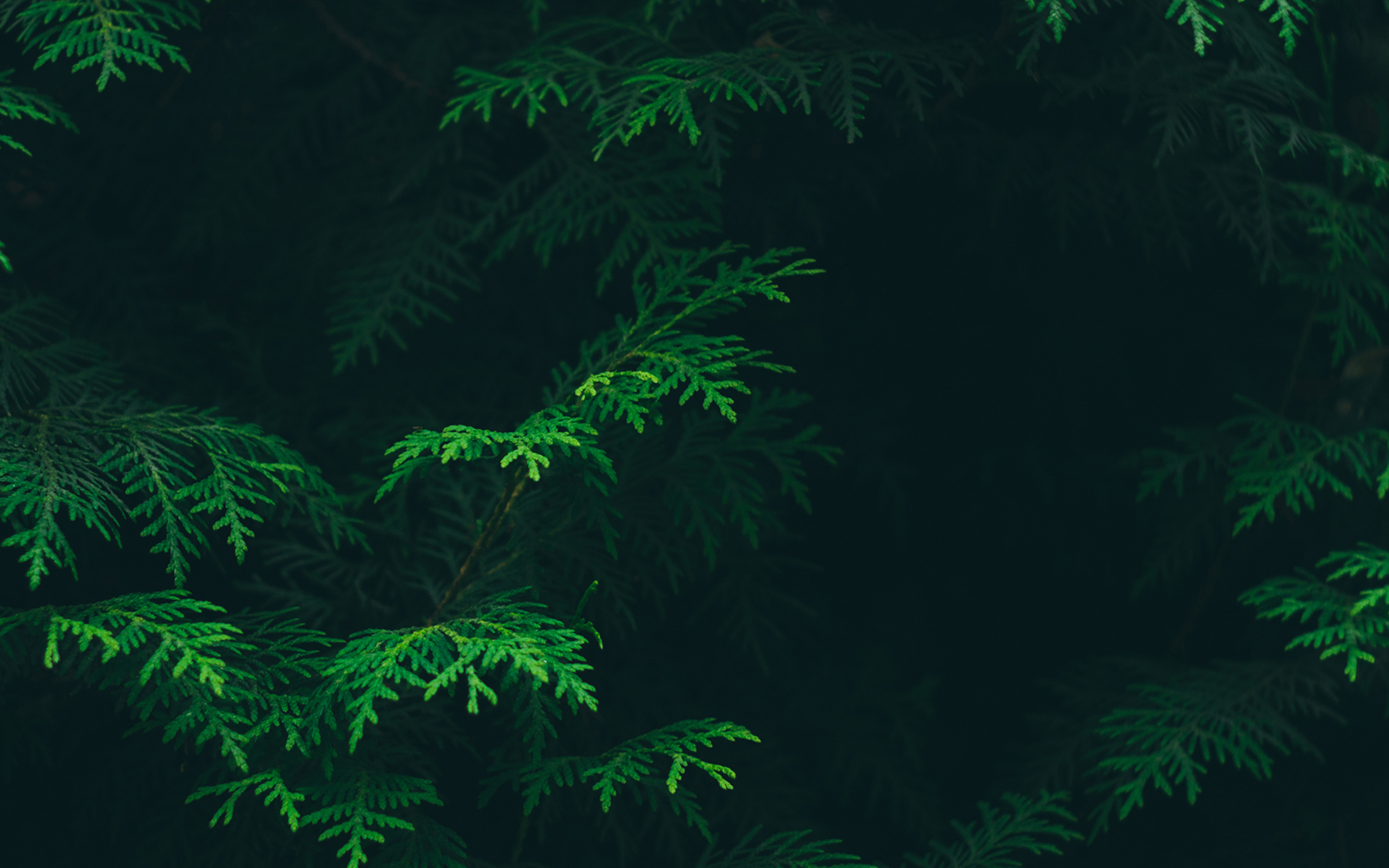 Tree Leaf Green Pattern Nature