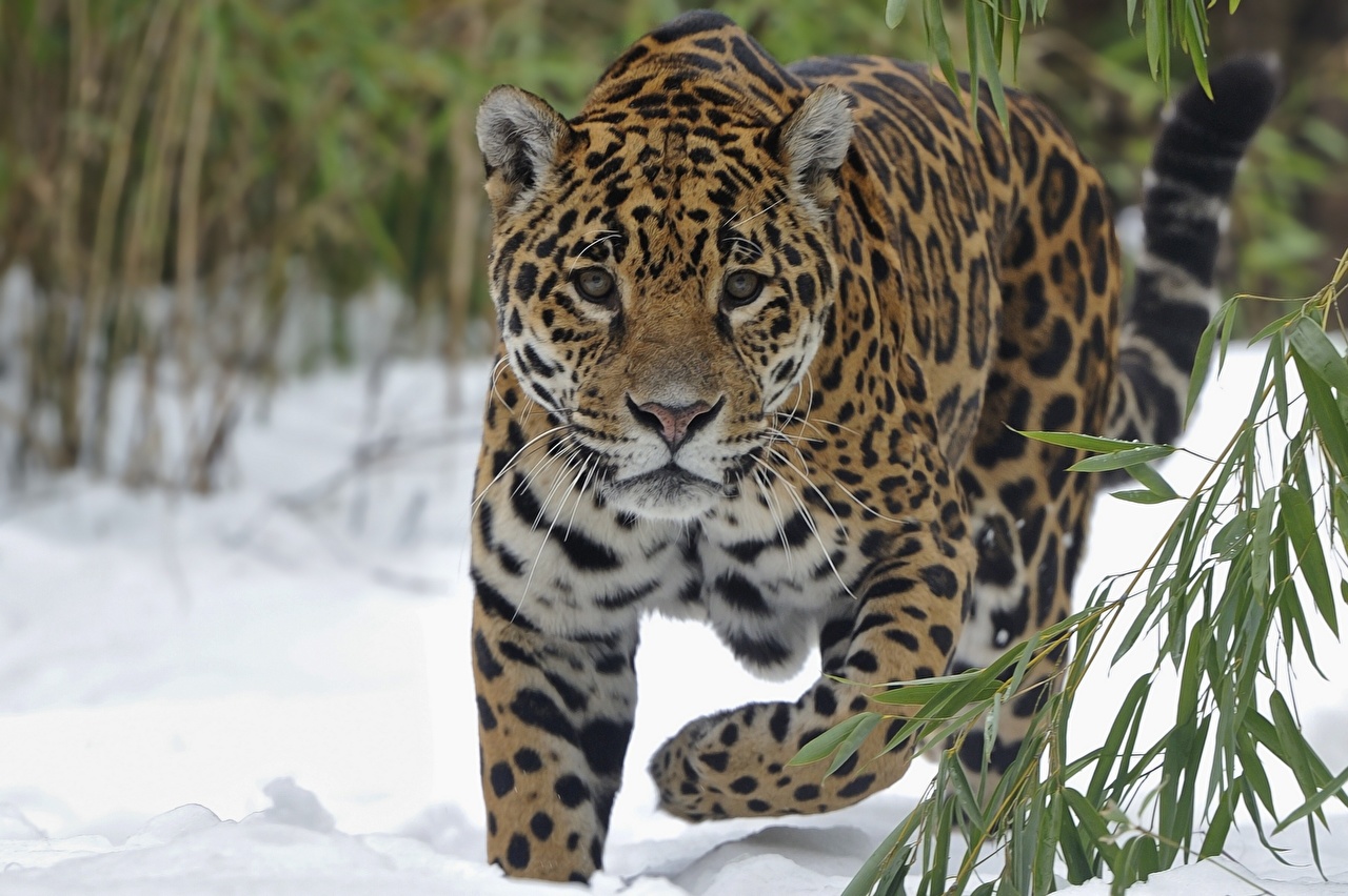 Picture jaguar Big cats Glance animal