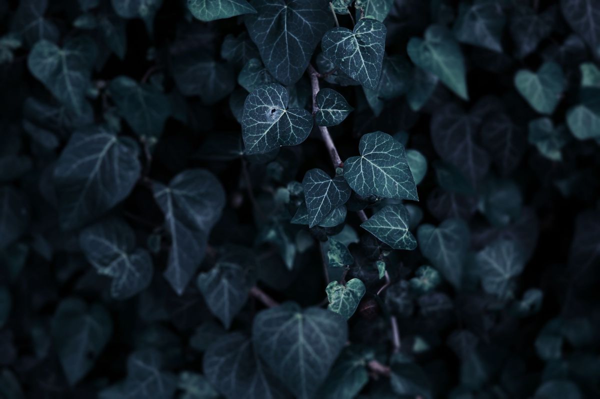 HD Desktop Background With dark green ivy