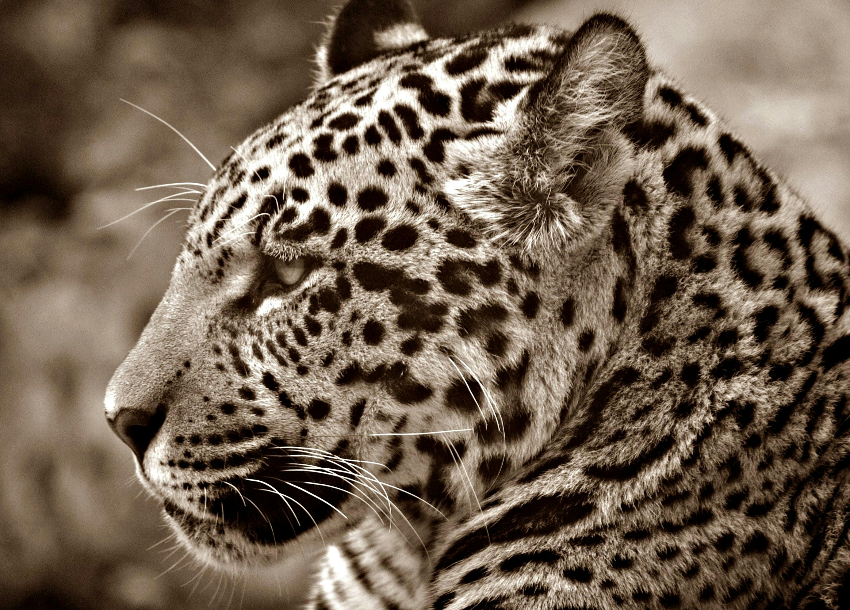 Jaguar Animal Photo, Download The BEST