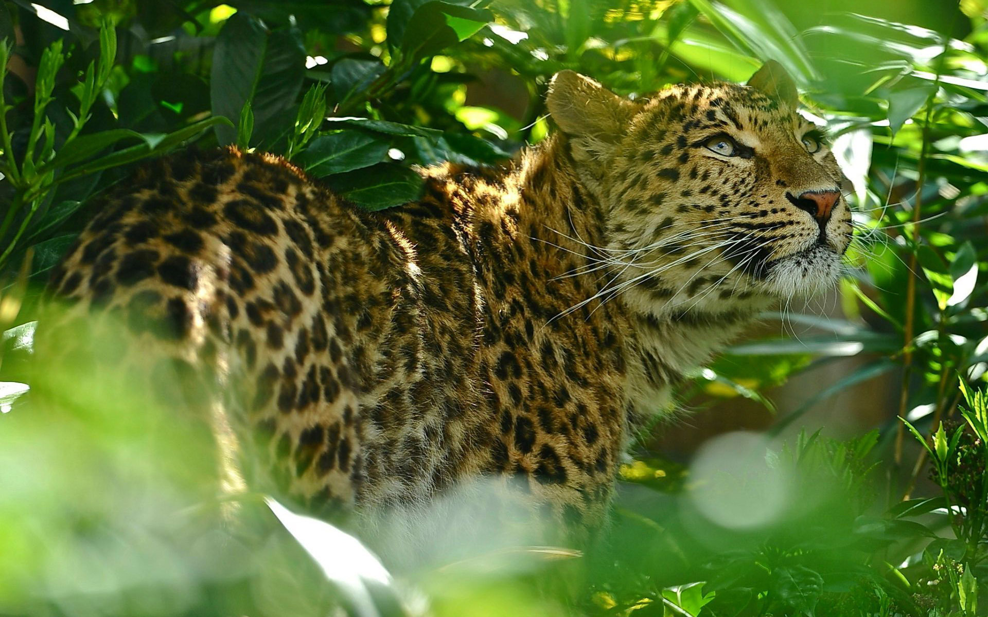 Jaguar In The Jungle Animal Hd