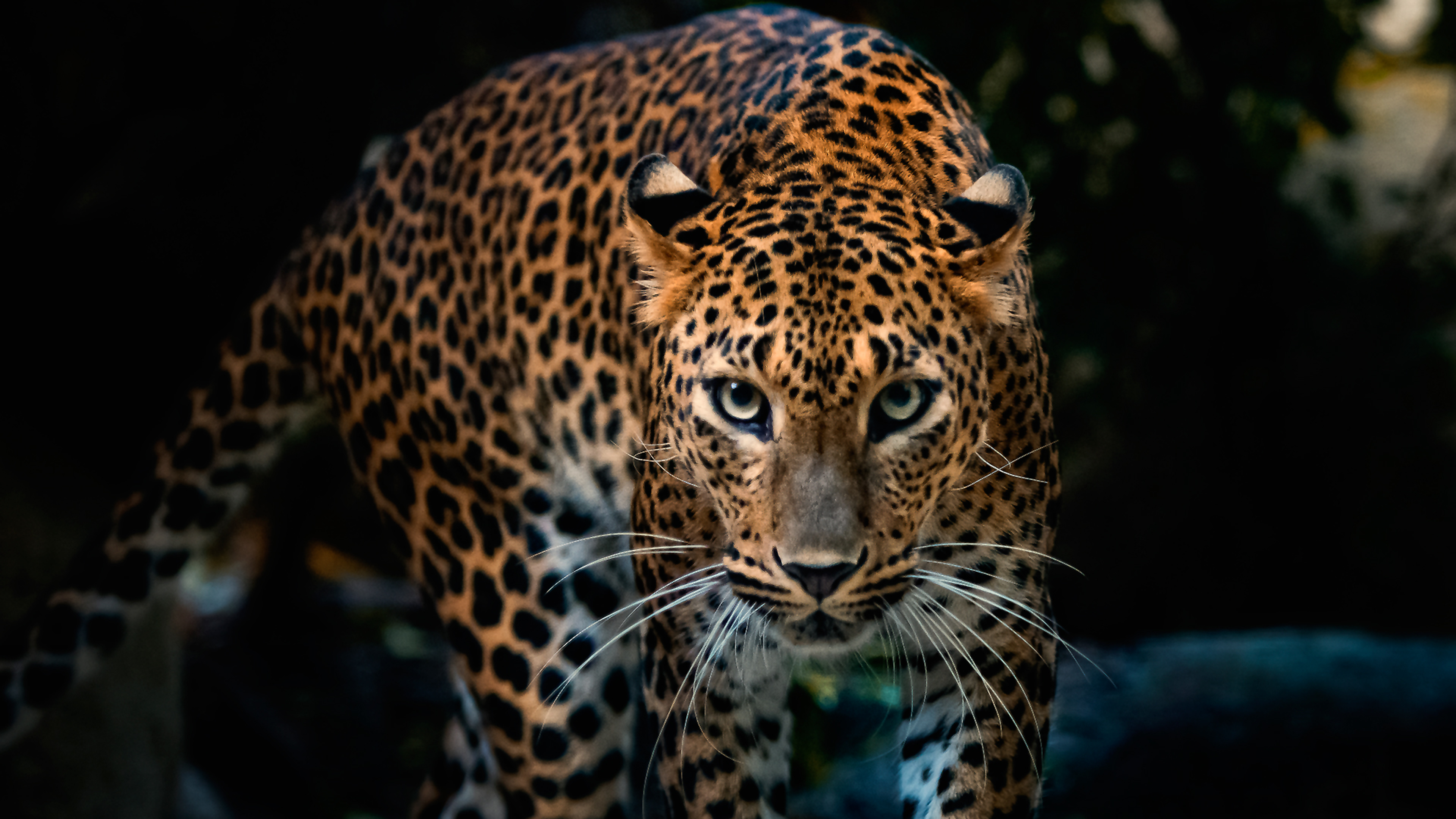 Beautiful graceful jaguar Desktop