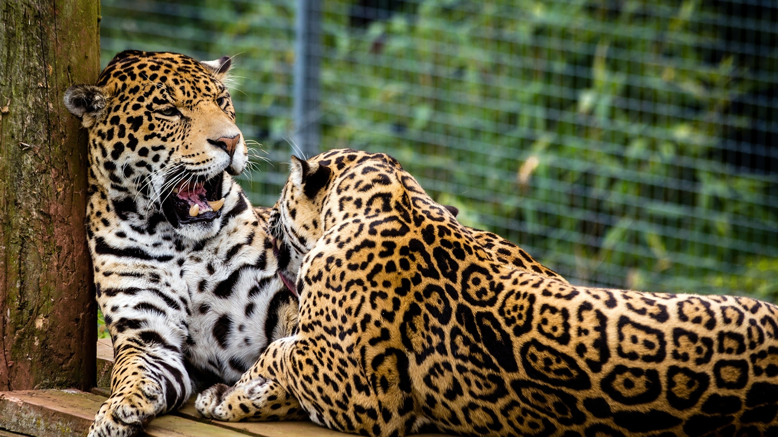 Desktop Wallpaper jaguar Big cats Two