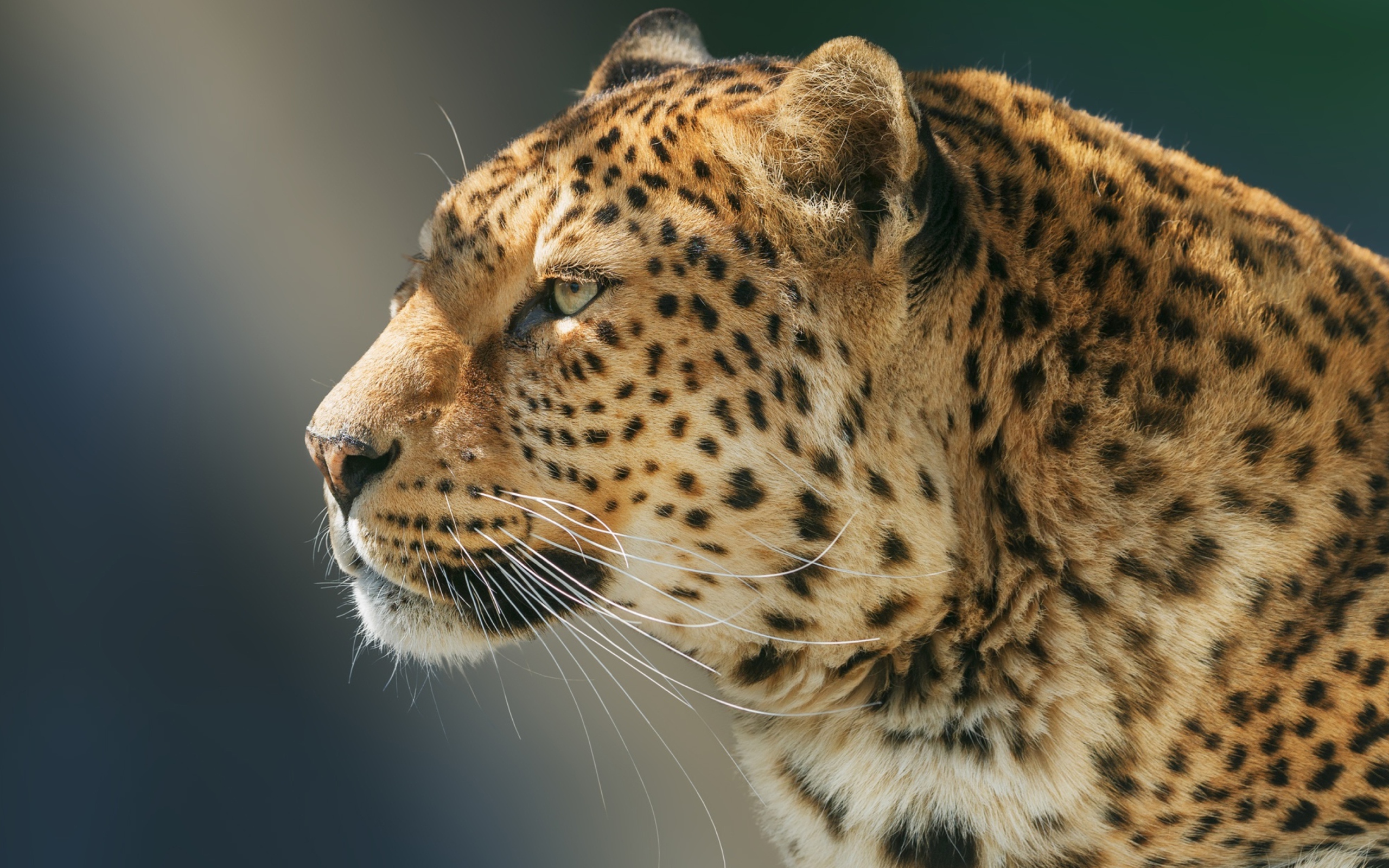 Desktop wallpaper 2560x1600