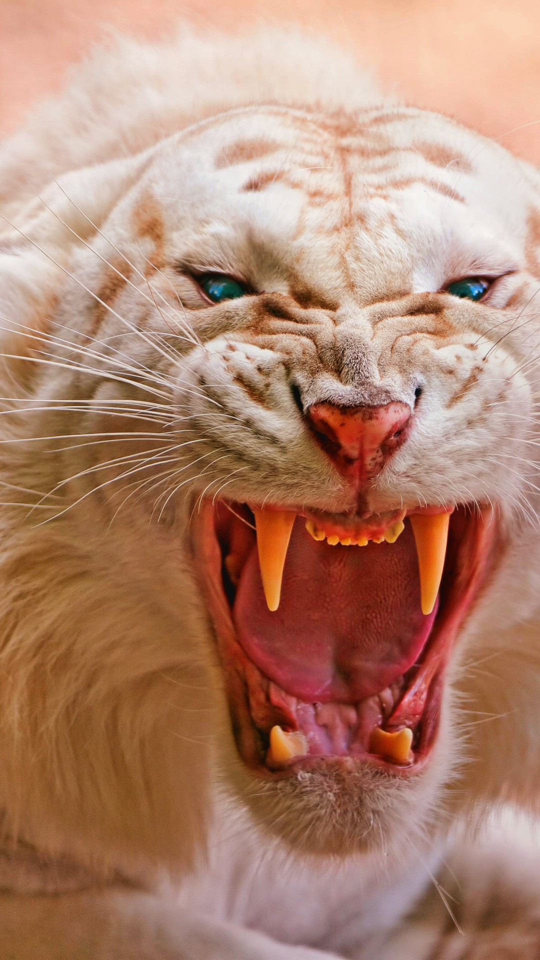 Angry White Tiger Wallpaper 754 iPhone