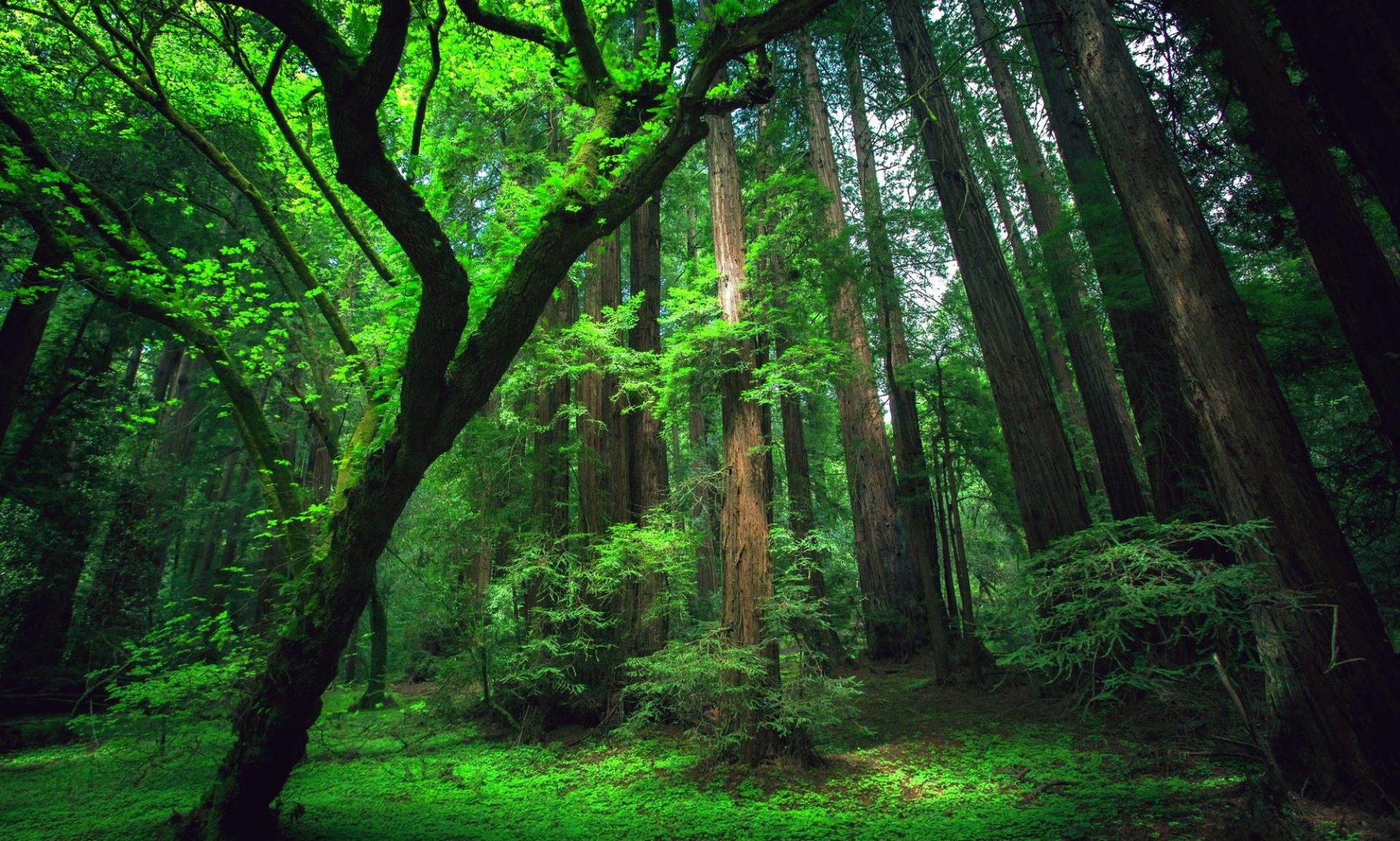 Amazon Rainforest Wallpaper 1920x1200