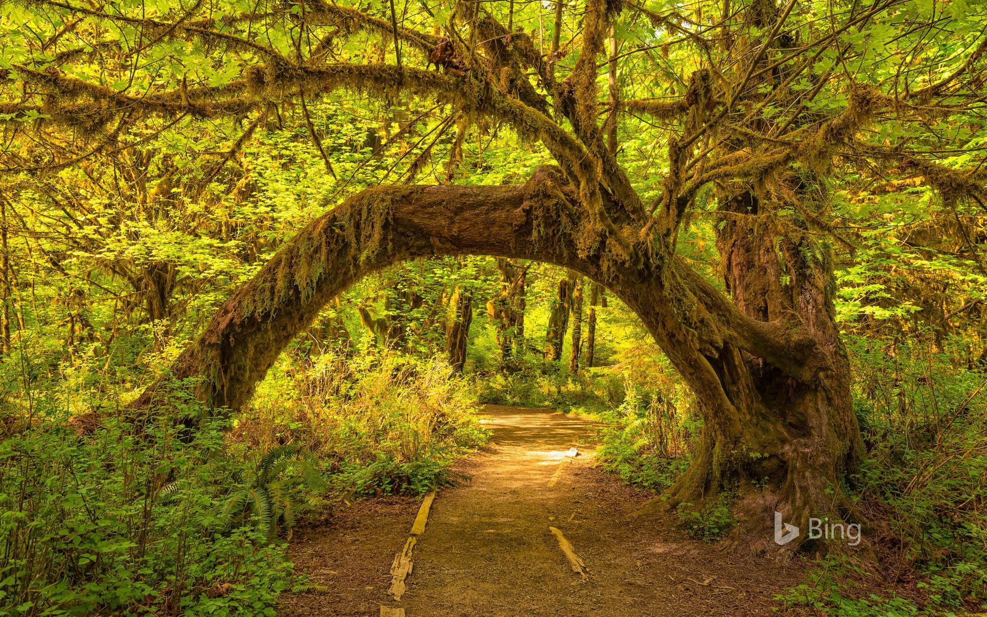 The Hoh Rainforest in Olympic National