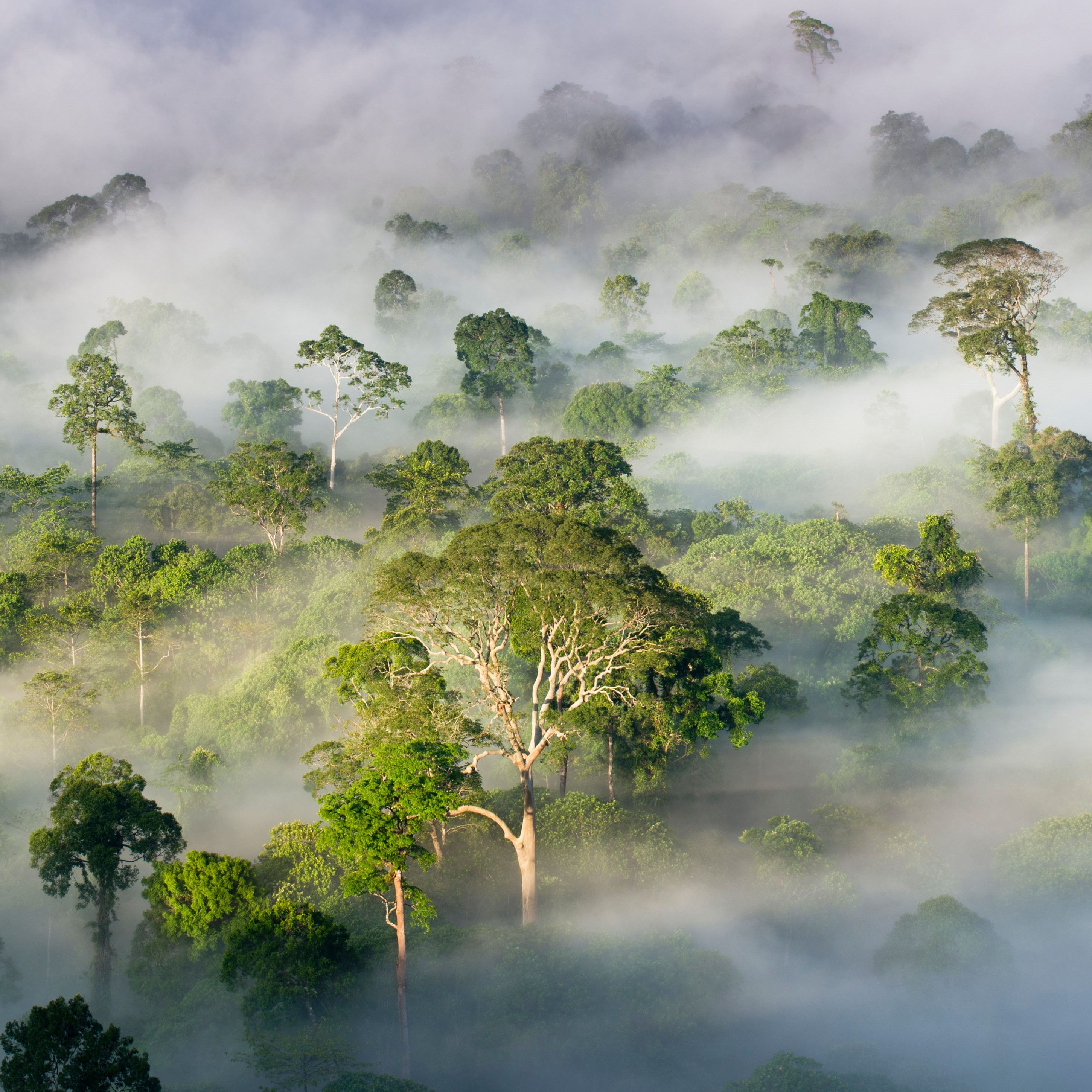 Tropical rainforests could get too hot