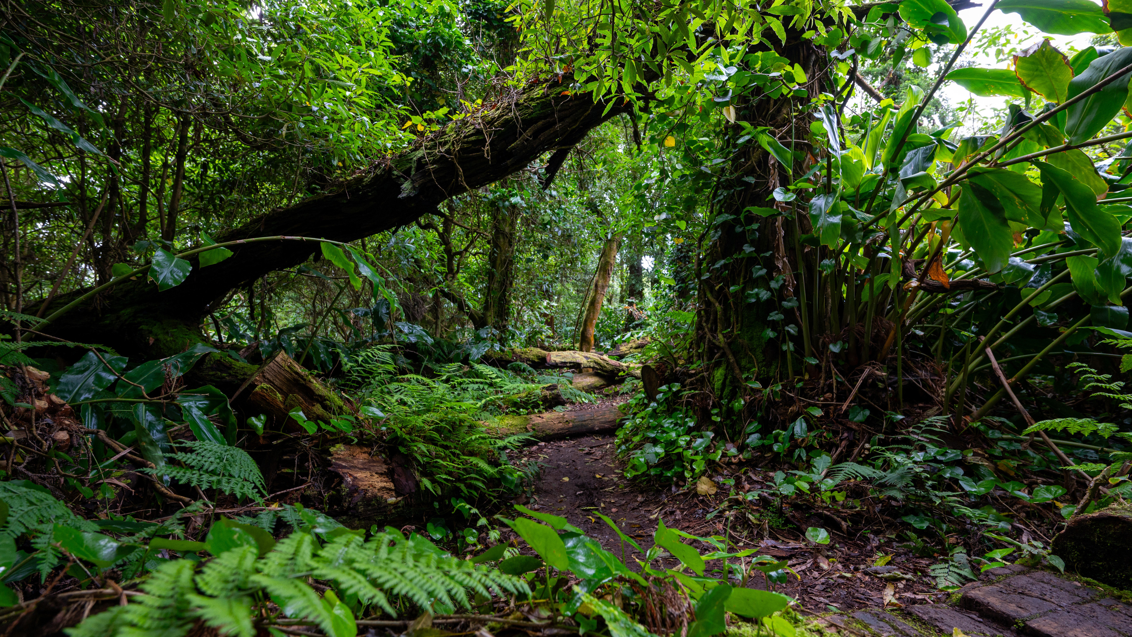 Rainforest in Europe Azores