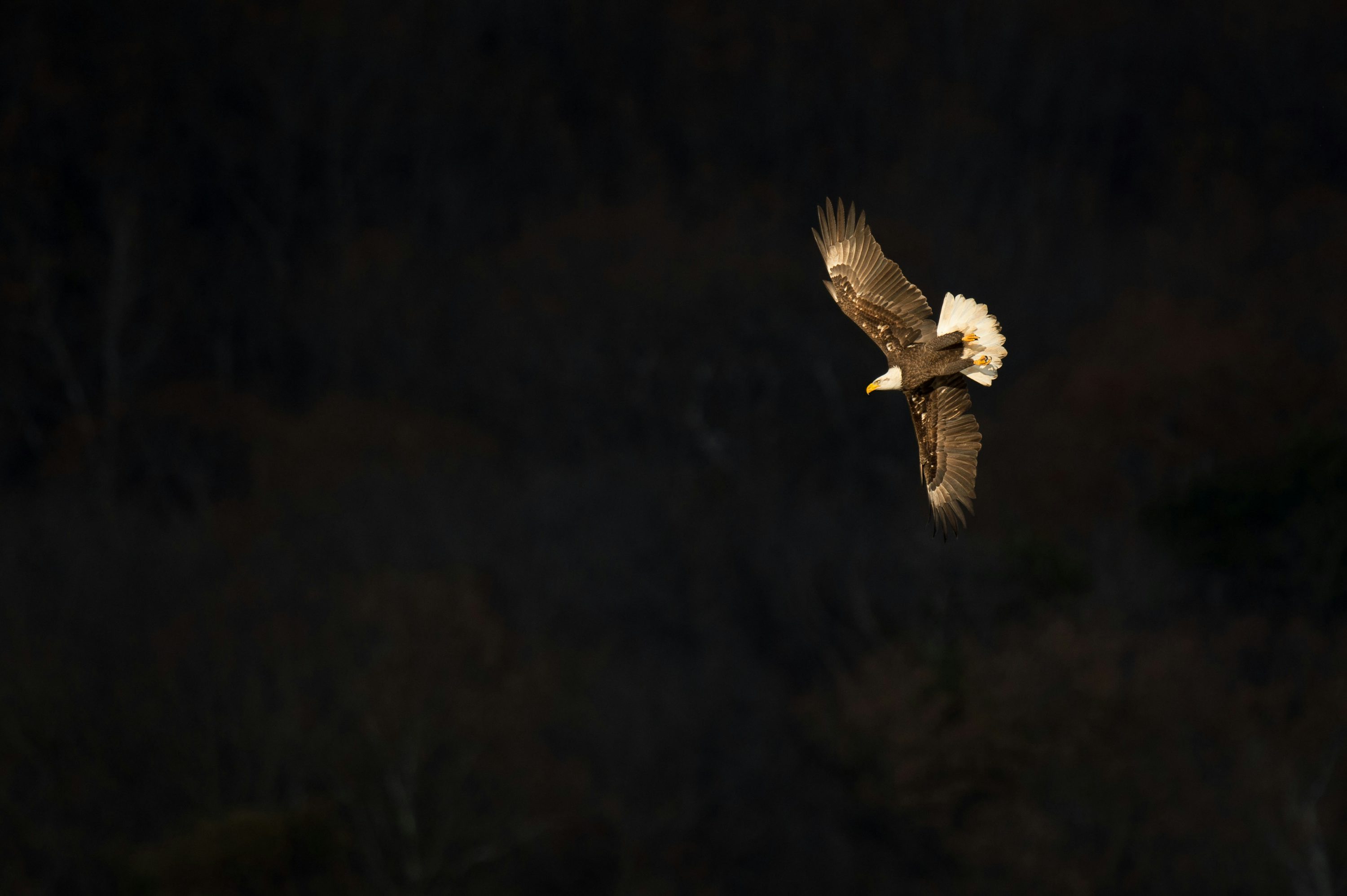 Black Eagle Picture. Download