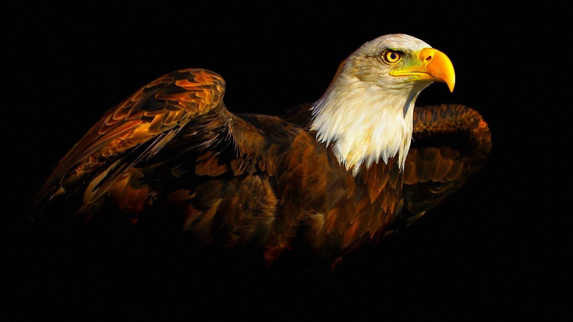 Majestic Eagle Painting On A Dark