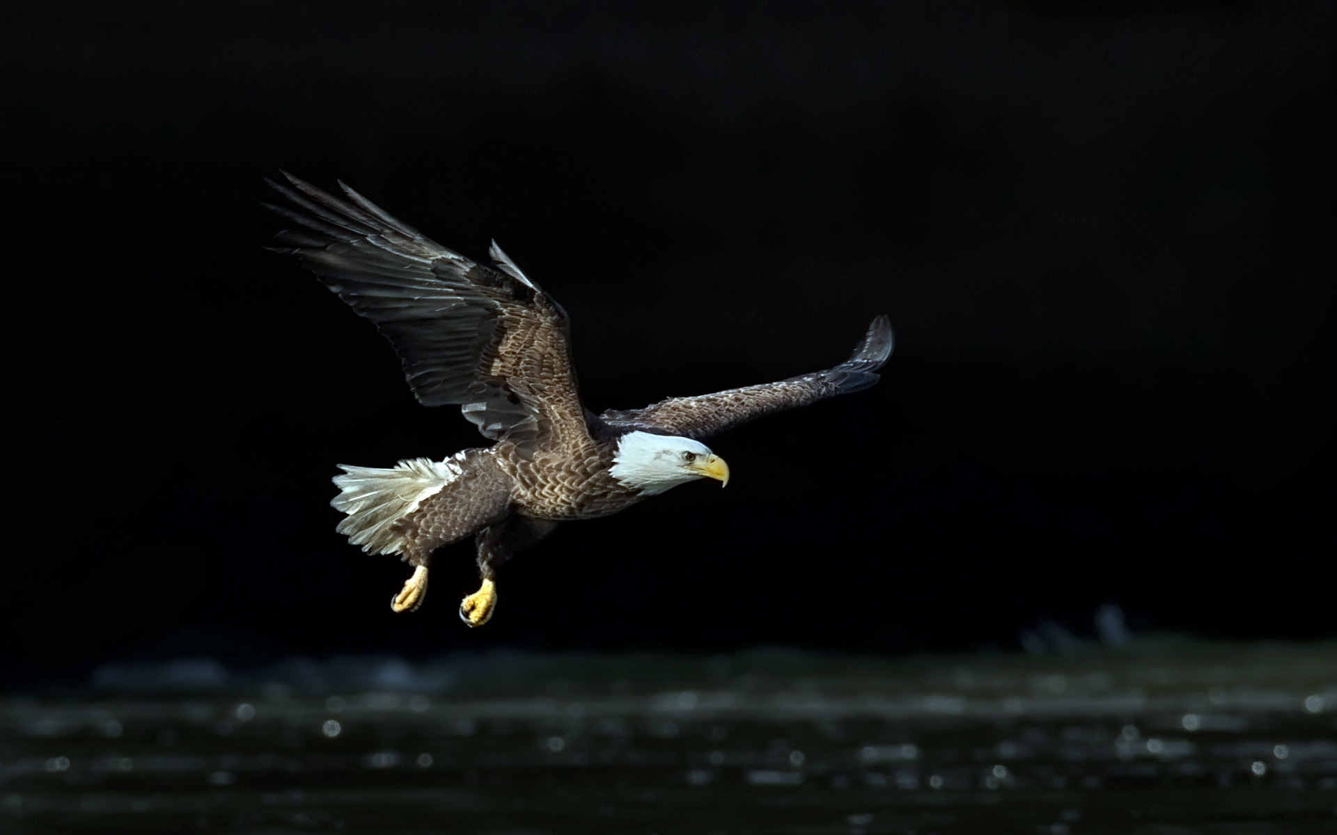 Bald Eagle in Flight