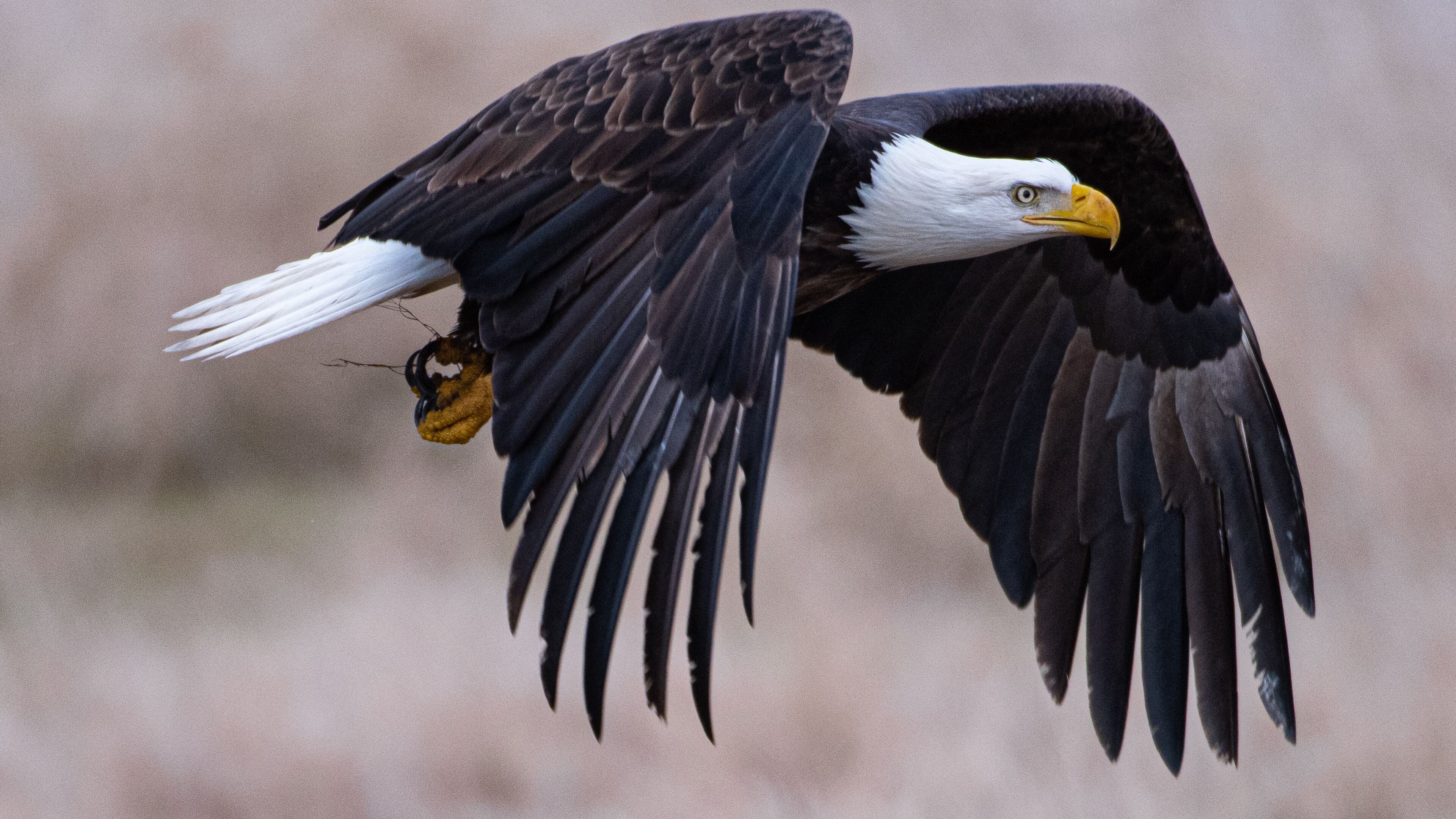 Bald Eagle Wallpaper
