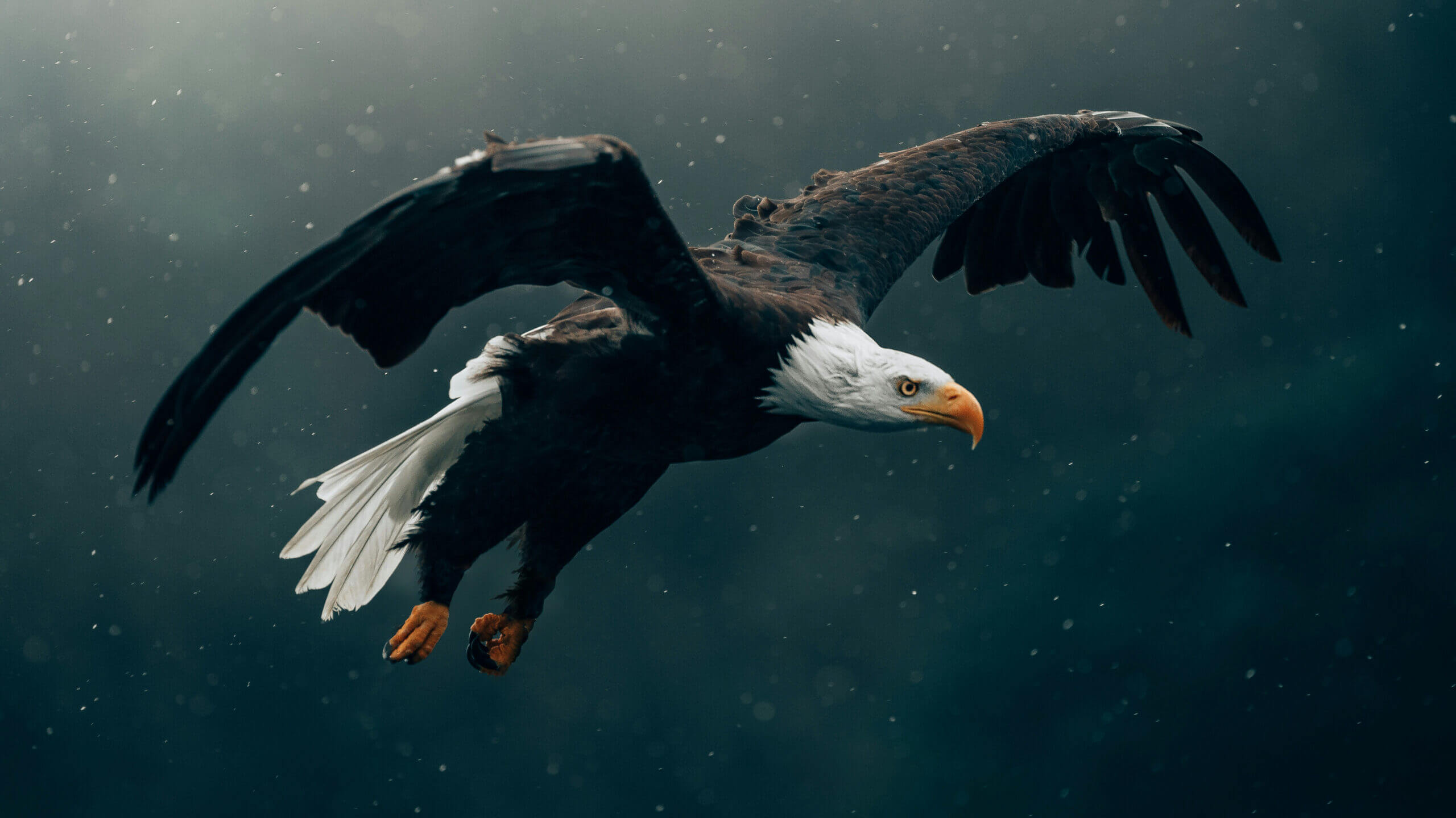 Arkabutla Lake Bald Eagle Survey