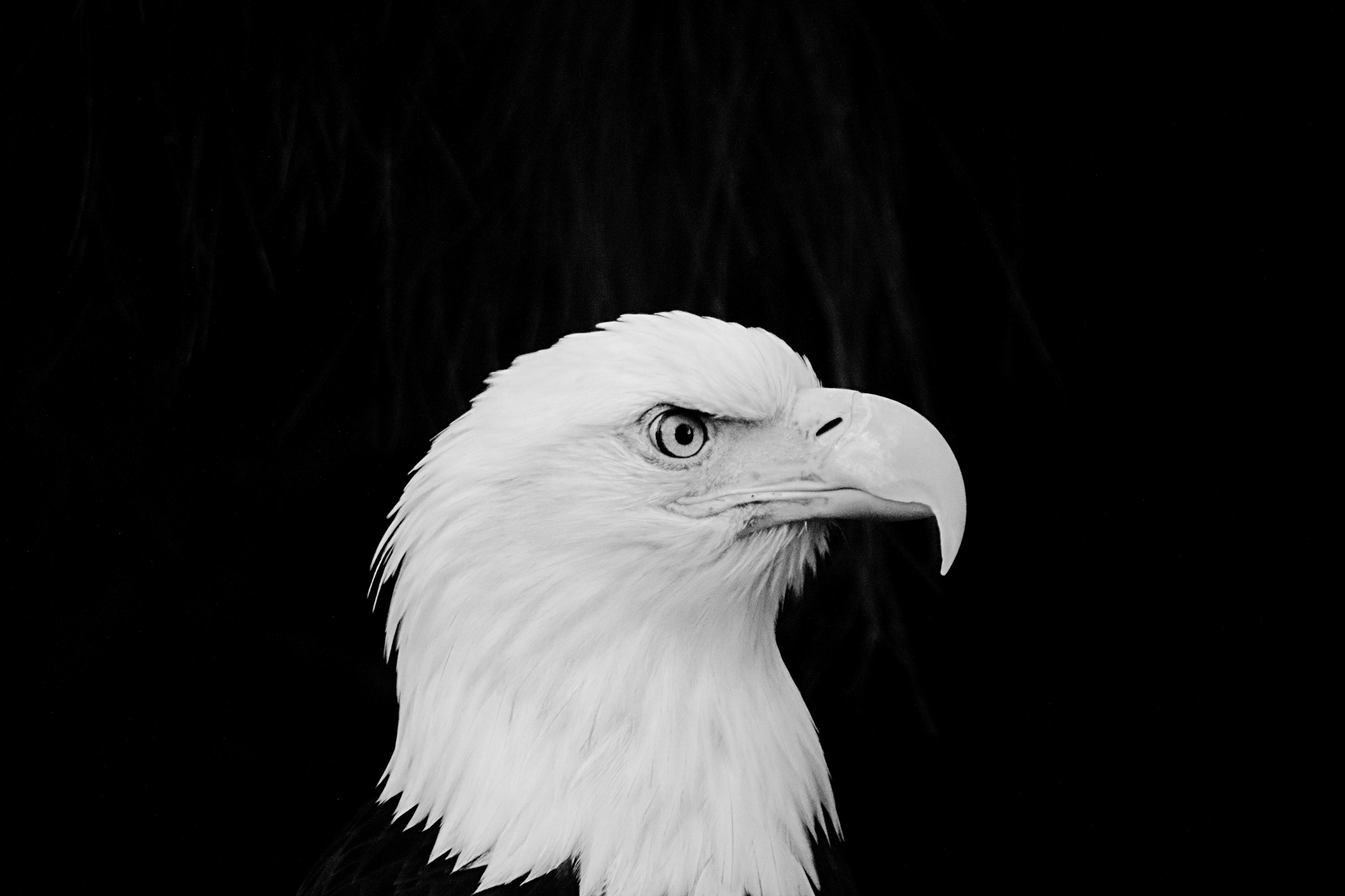 Black Eagle Picture. Download