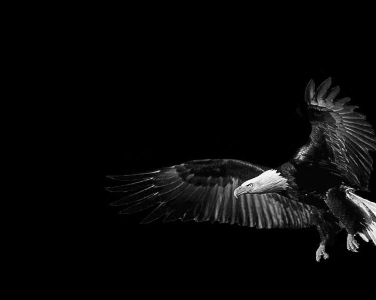 The eagle, black background Desktop