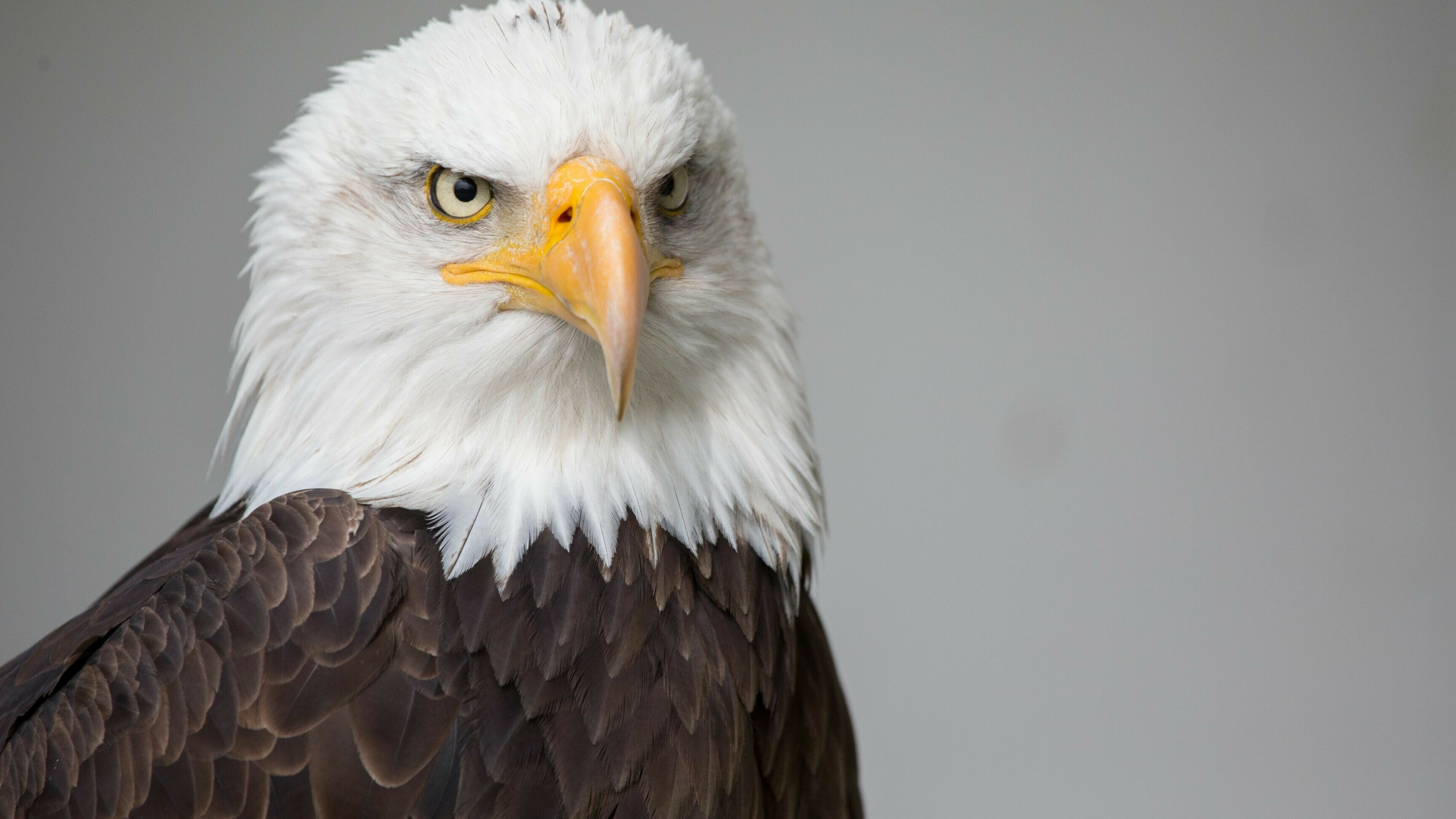 Eagle Wallpaper