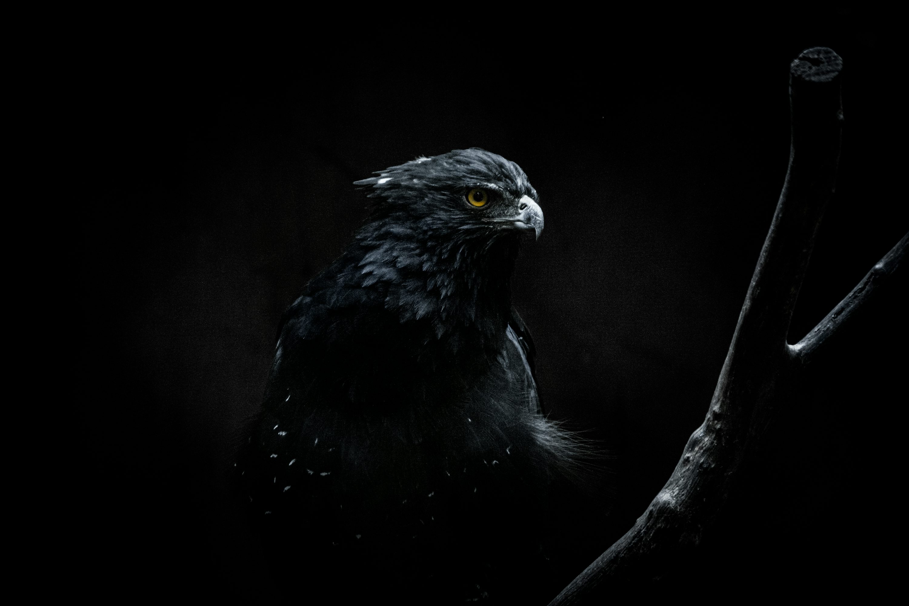 Black Eagle Picture. Download