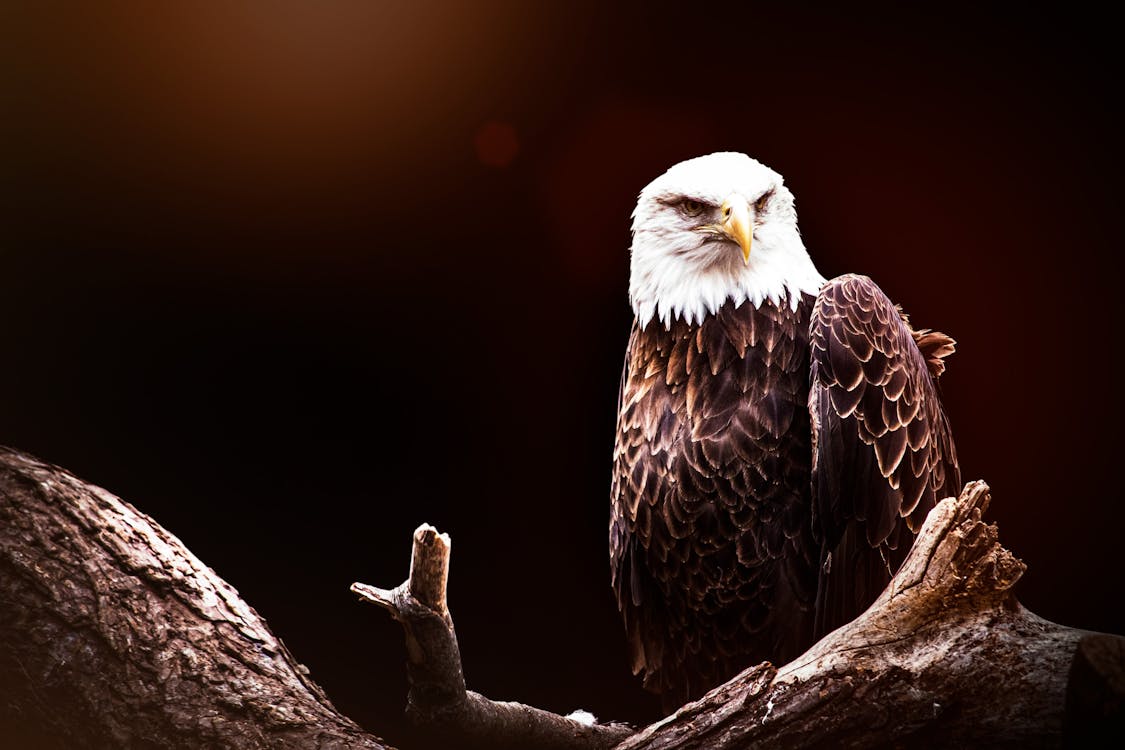 Close Up Of An Eagle · Free