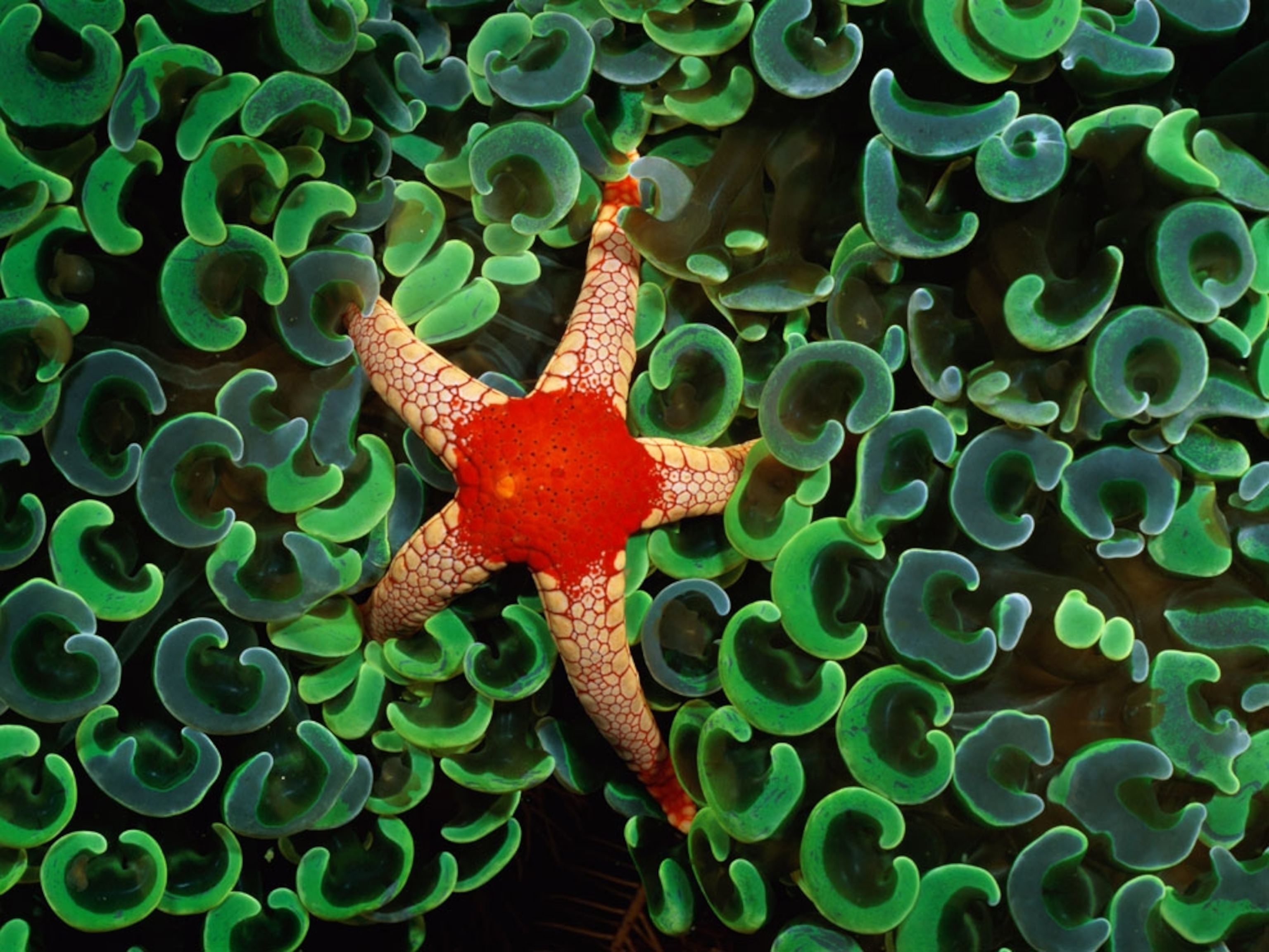 Sea Star Photo, Sea Urchin Picture