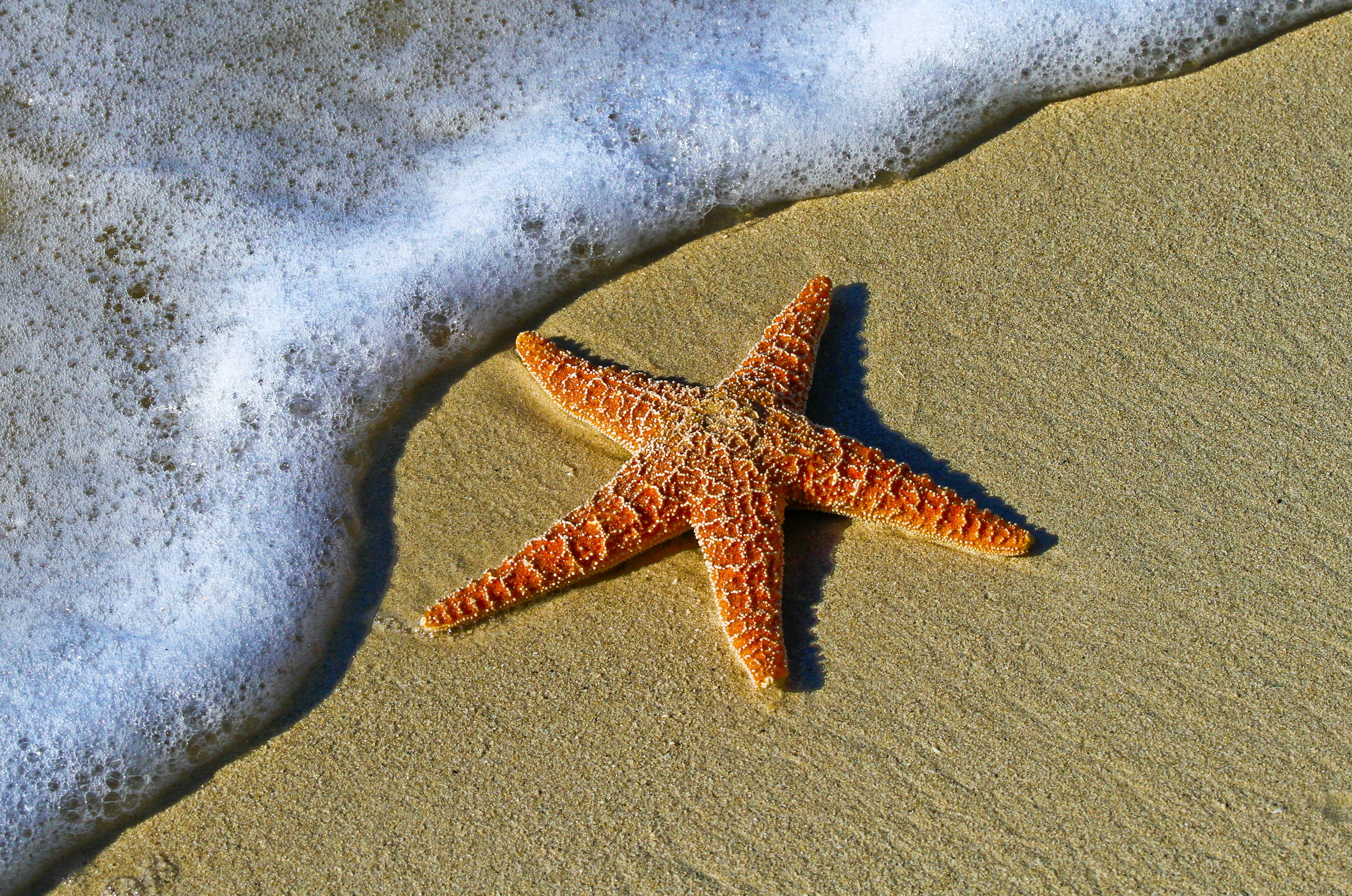Starfish Picture. Download Free