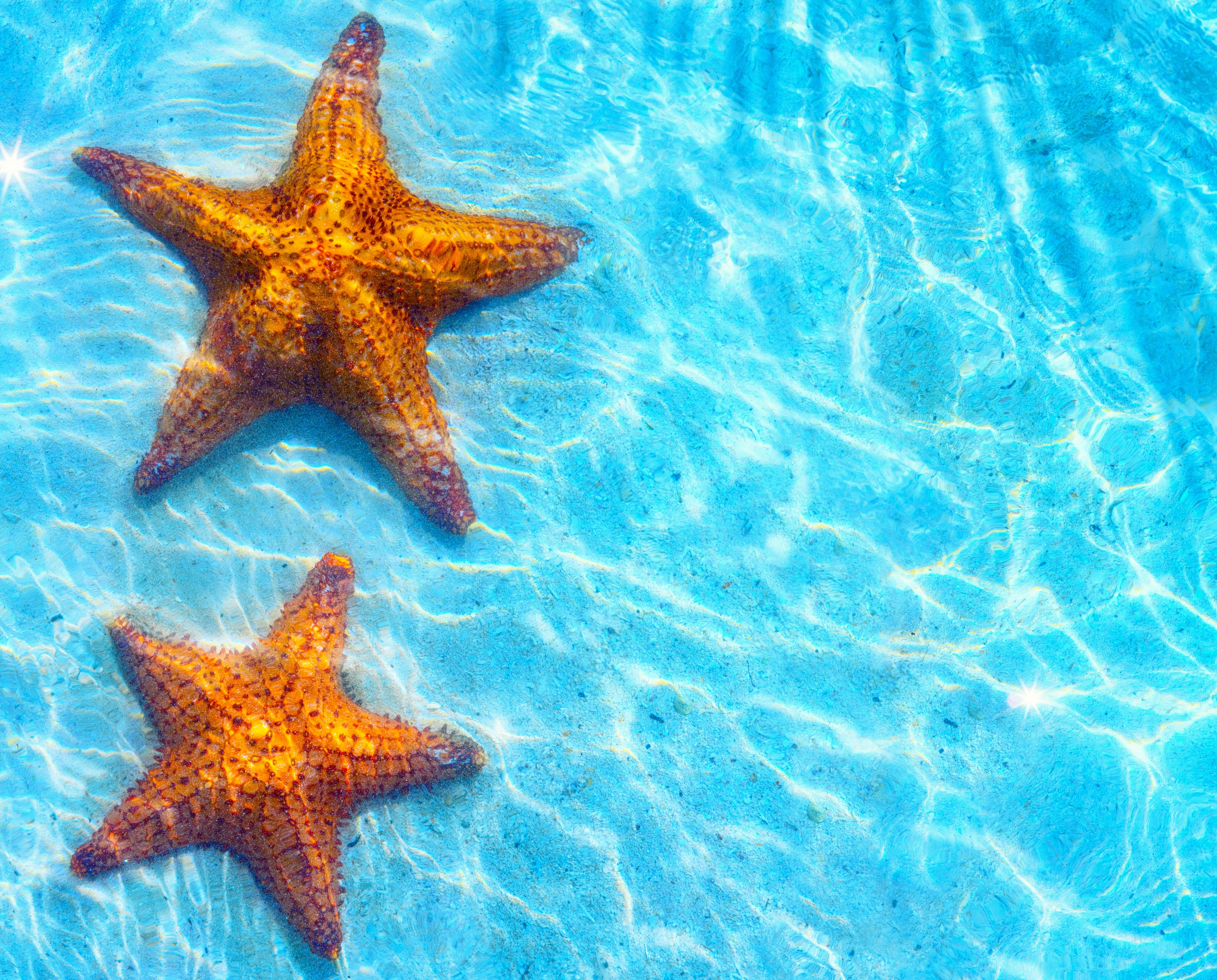 Wallpaper sea, starfish, blue water