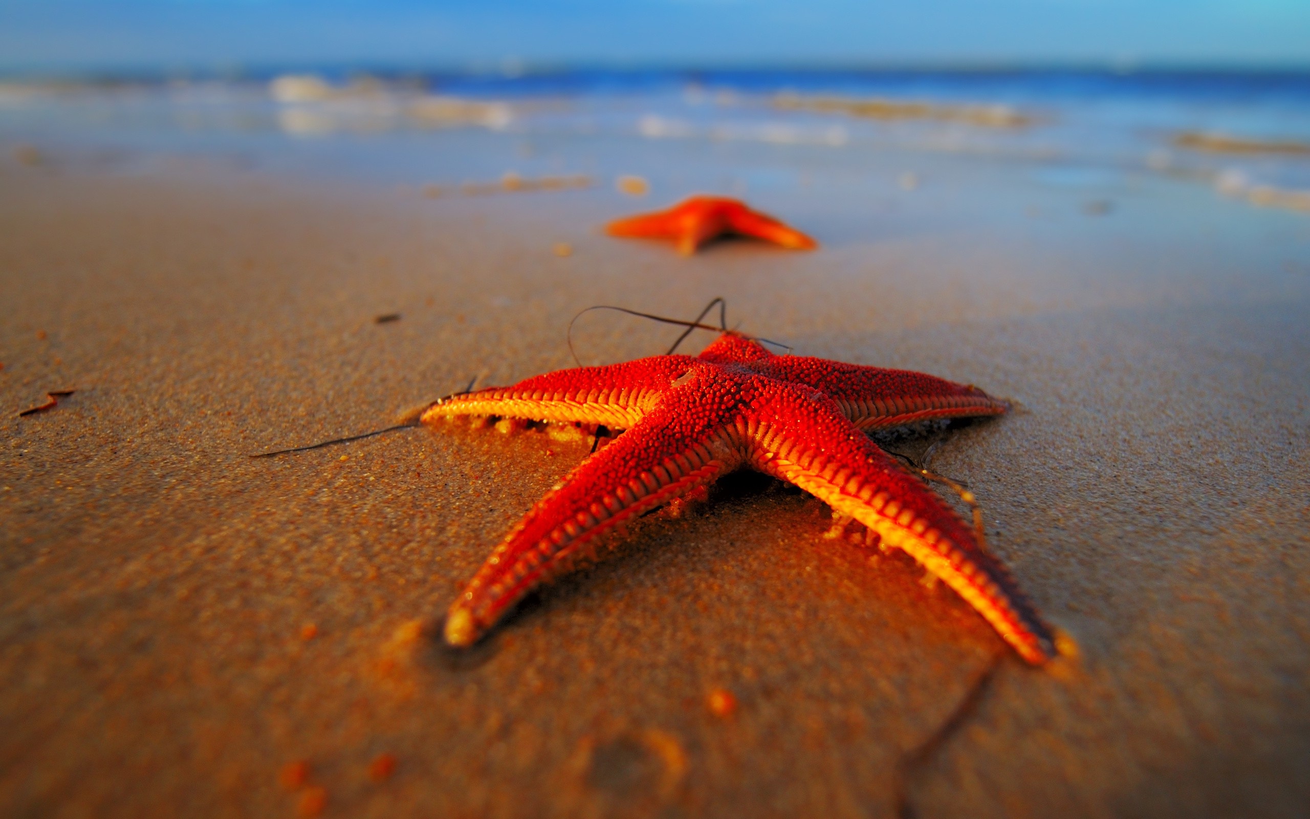 Sea Star Wallpaper